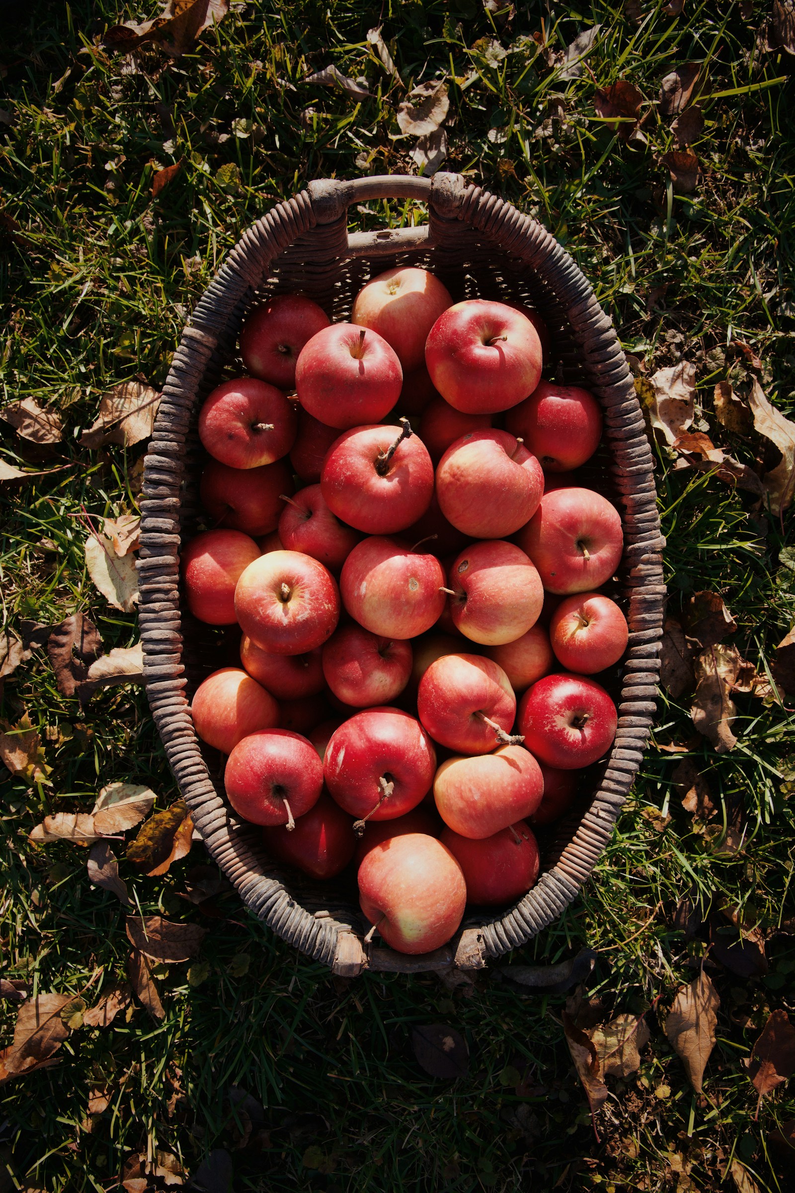 red apple in a basket