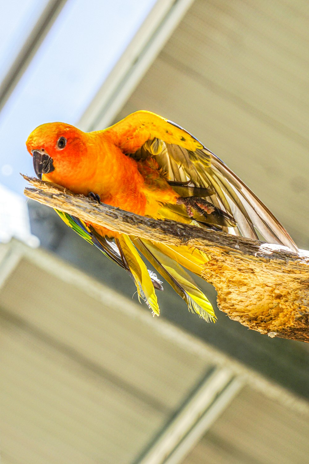 a yellow and orange bird perched on a branch