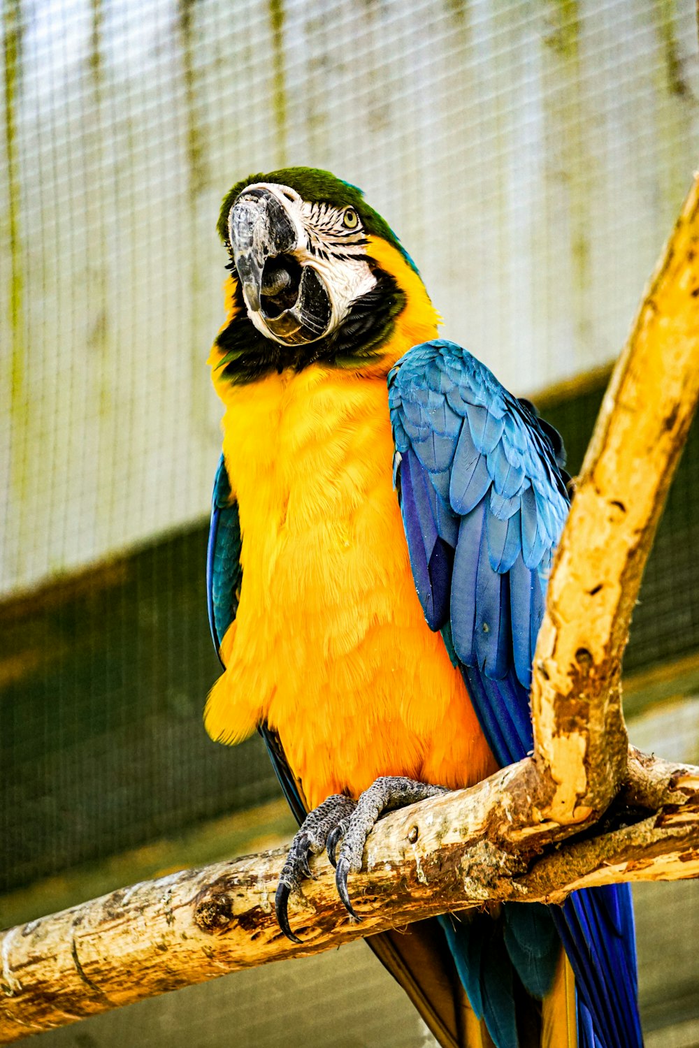 a blue and yellow parrot sitting on a tree branch