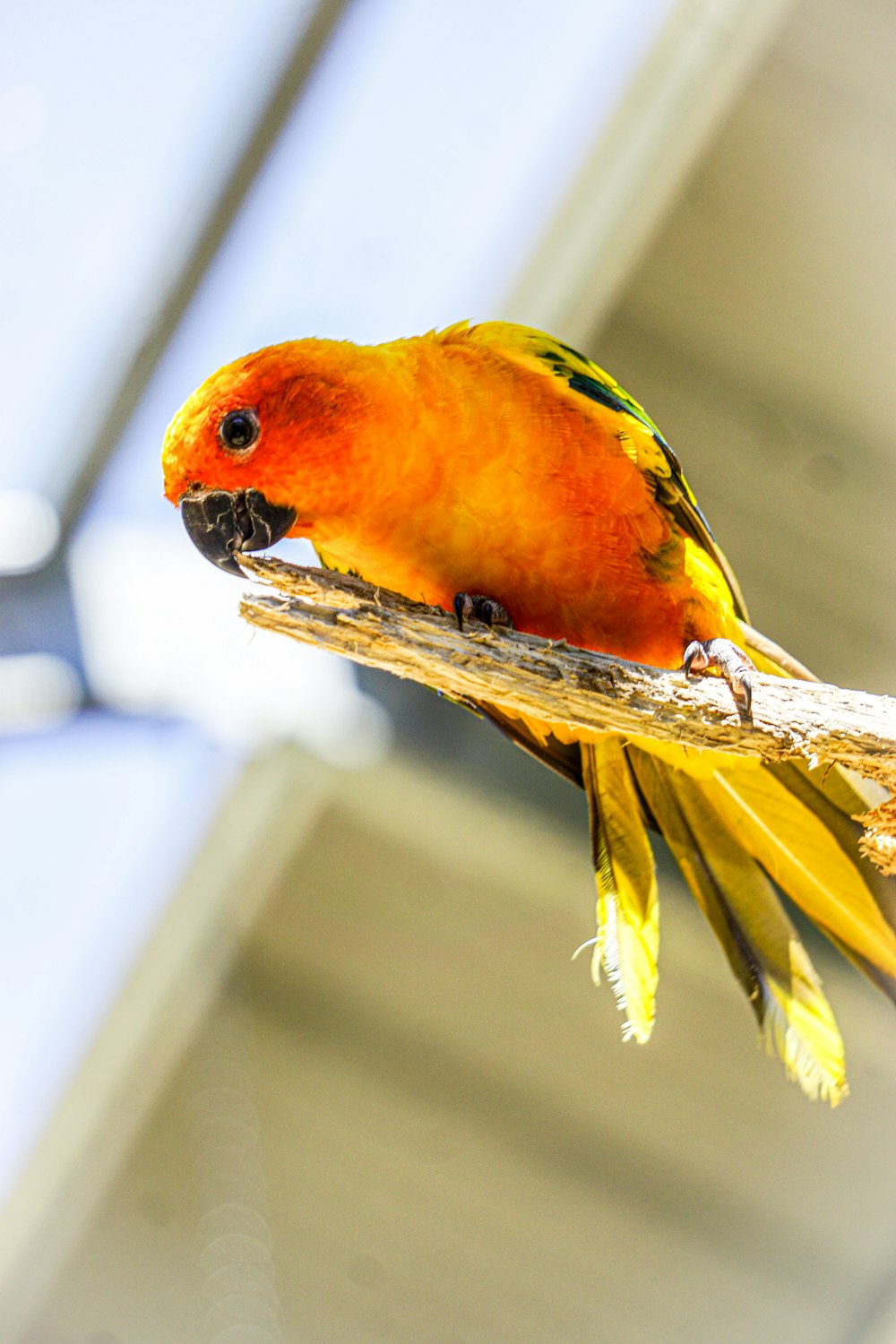 a bird sitting on a branch with a blurry background