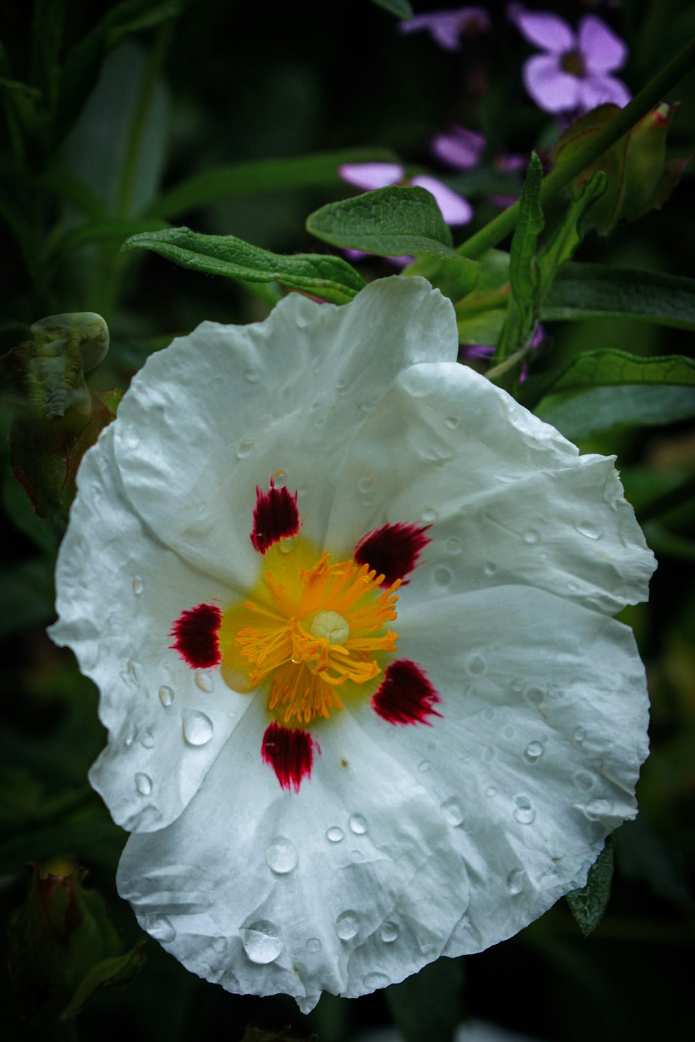 a white flower with a red and yellow center