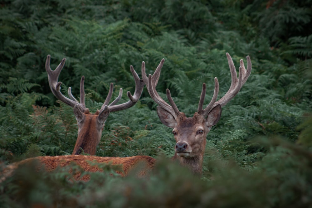 a couple of deer standing next to each other in a forest