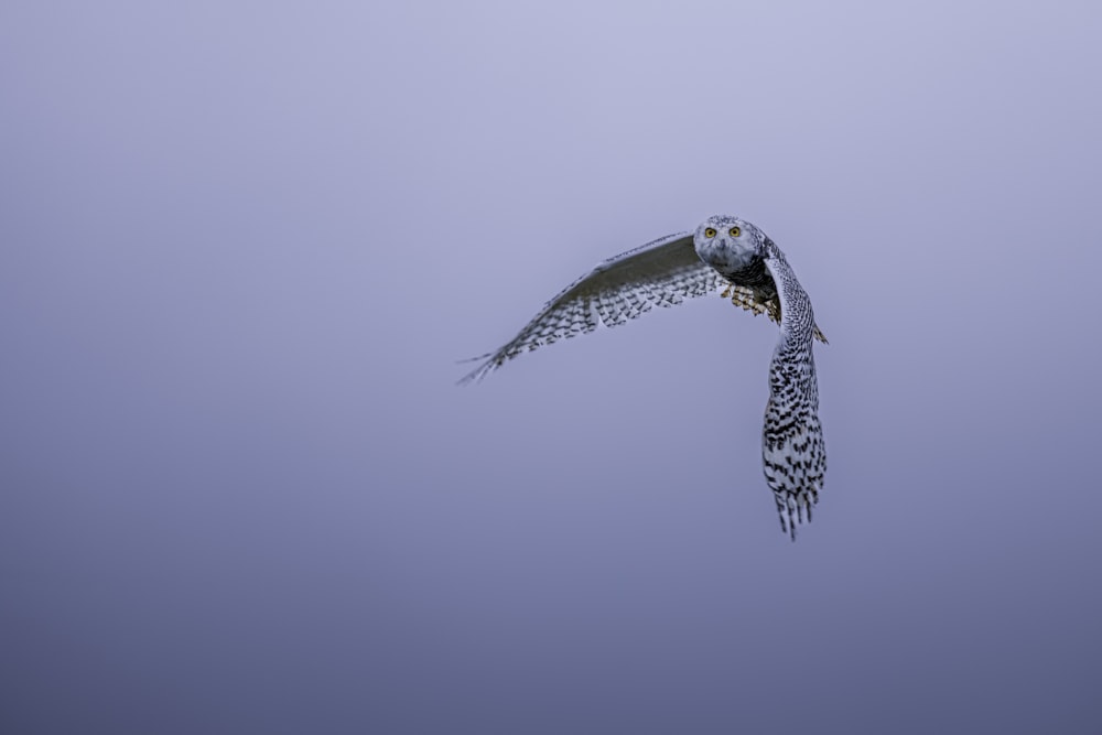 an owl flying through a foggy sky