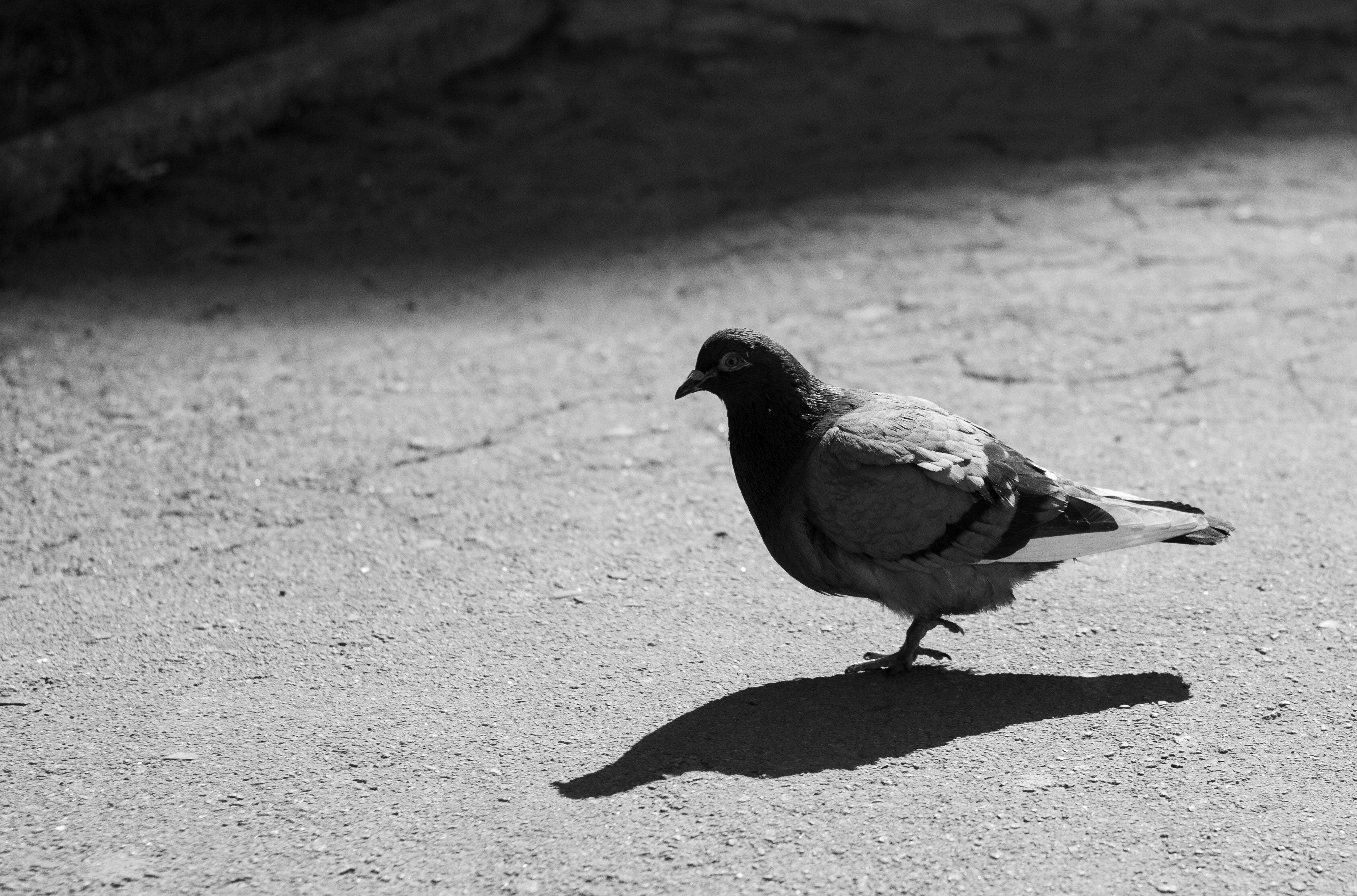 Photo by nocturnal_corvus