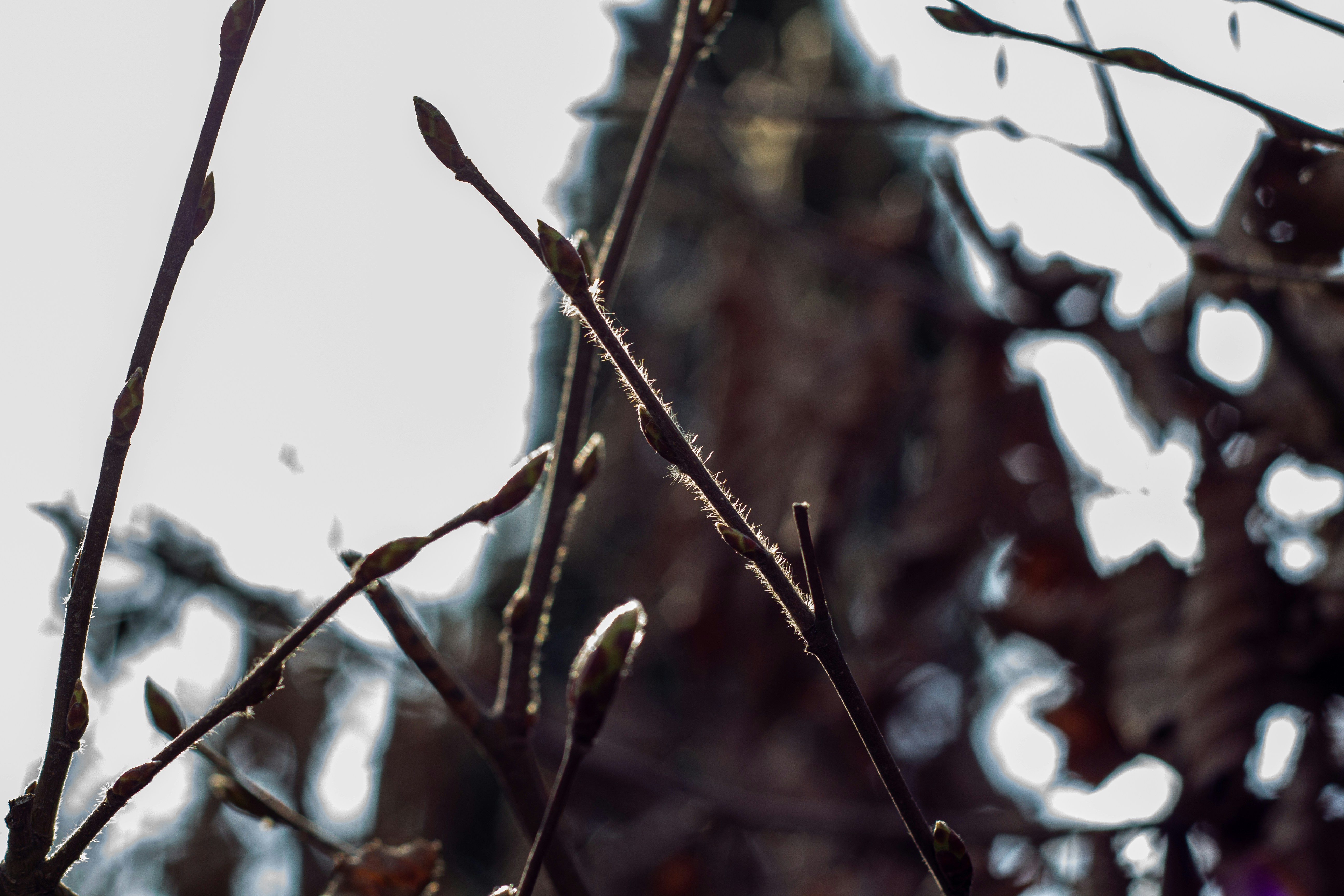 Photo by nocturnal_corvus