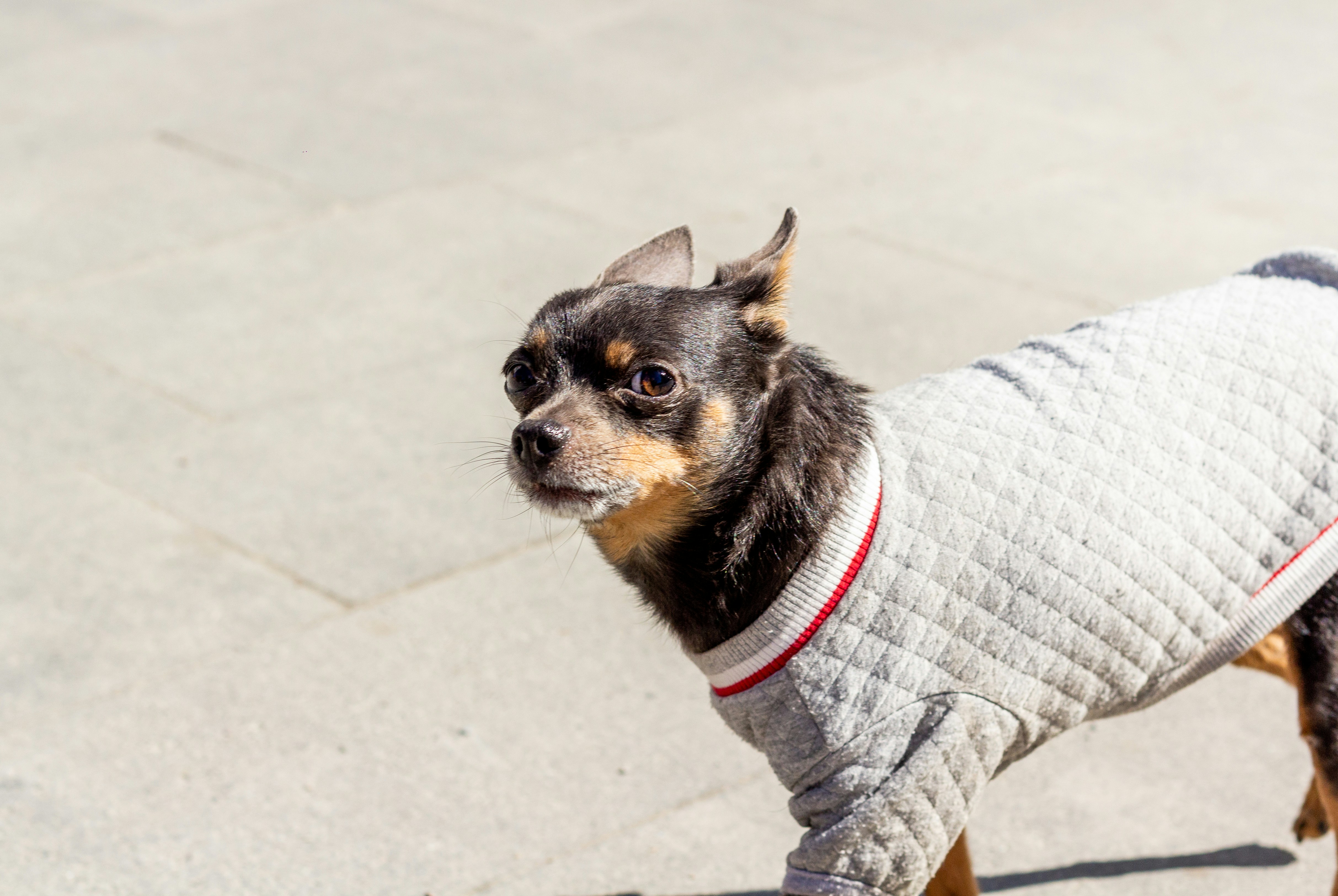A small dog wearing a sweater on a leash photo – Free Dog Image on Unsplash