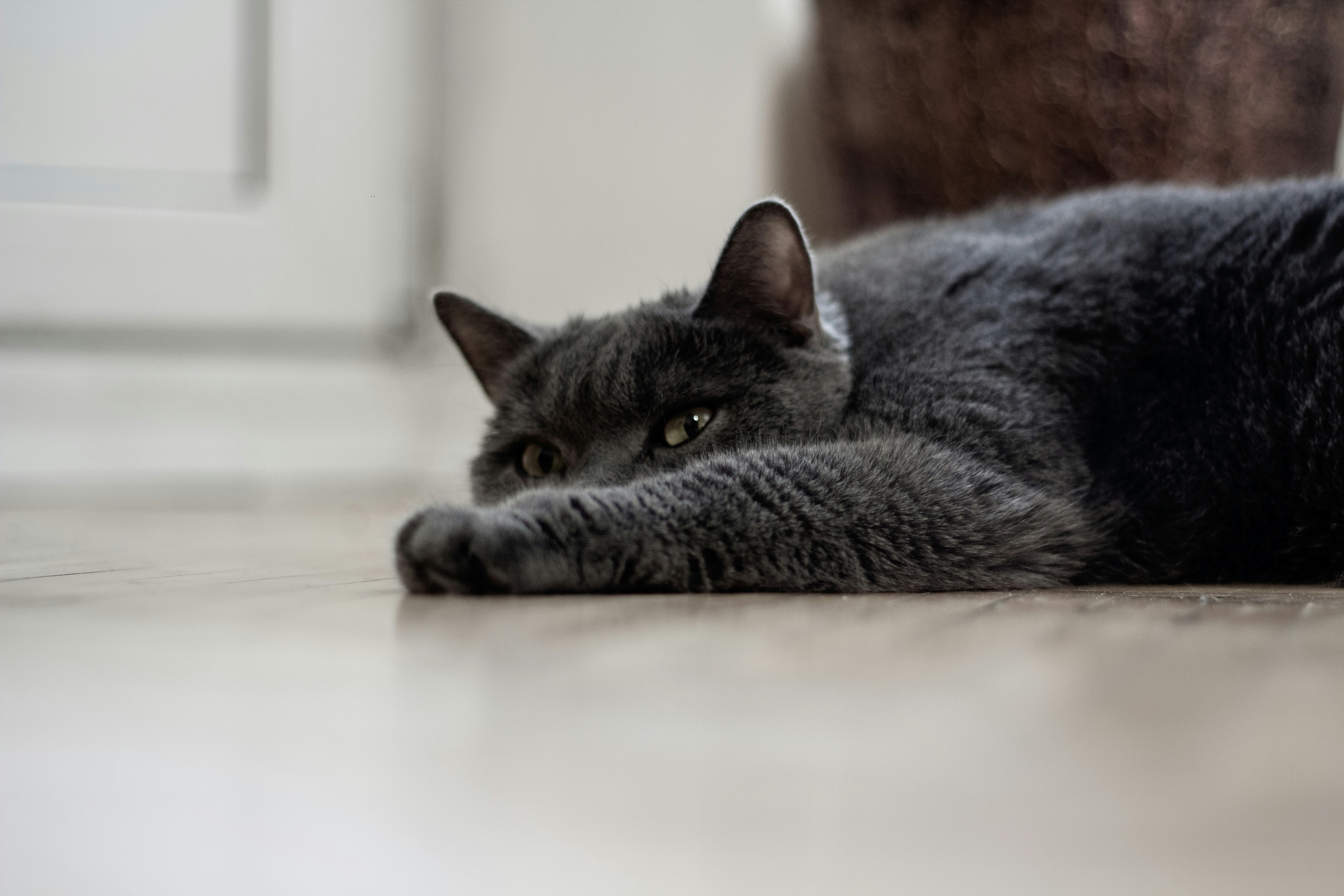 Photo by nocturnal_corvus