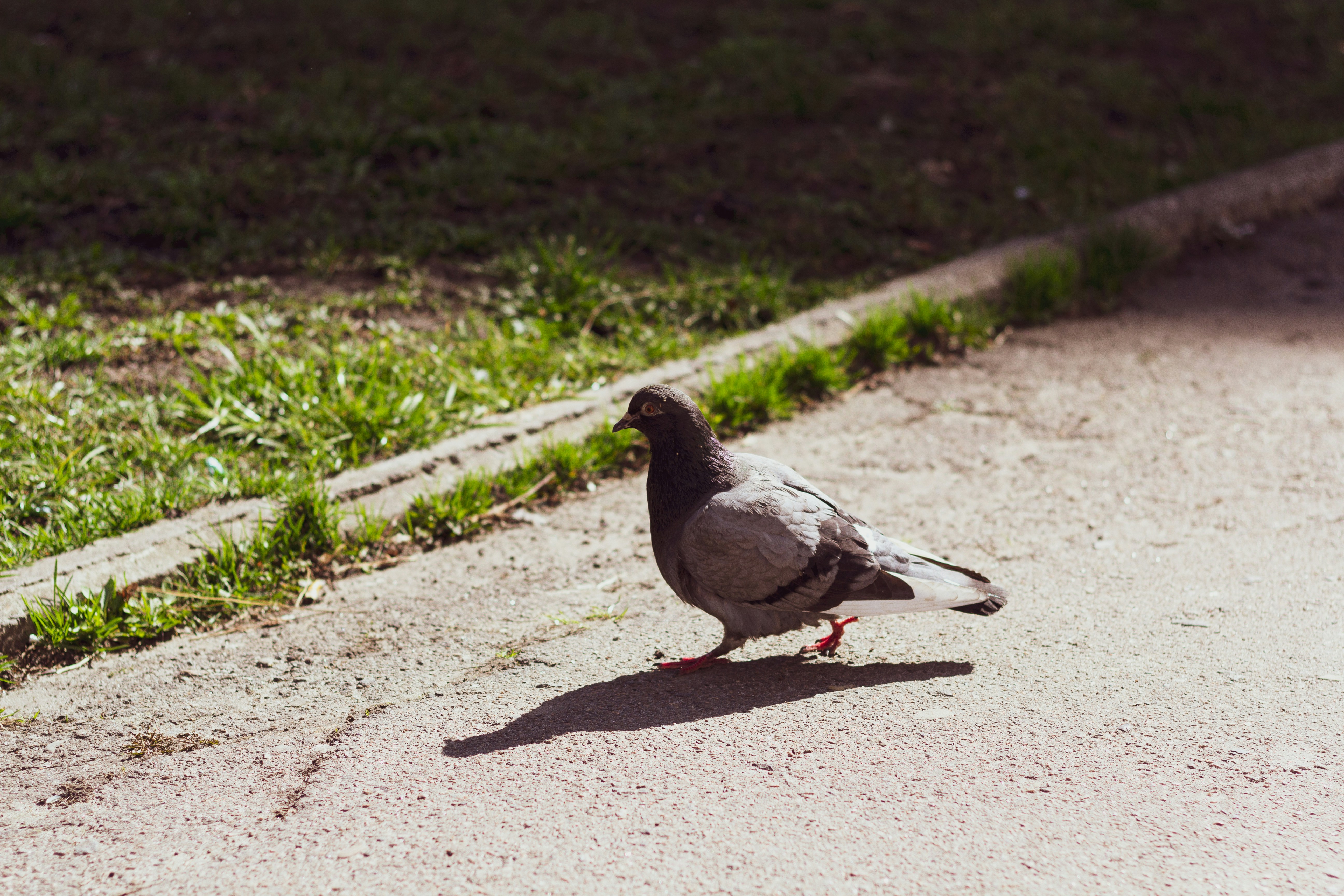 Photo by nocturnal_corvus