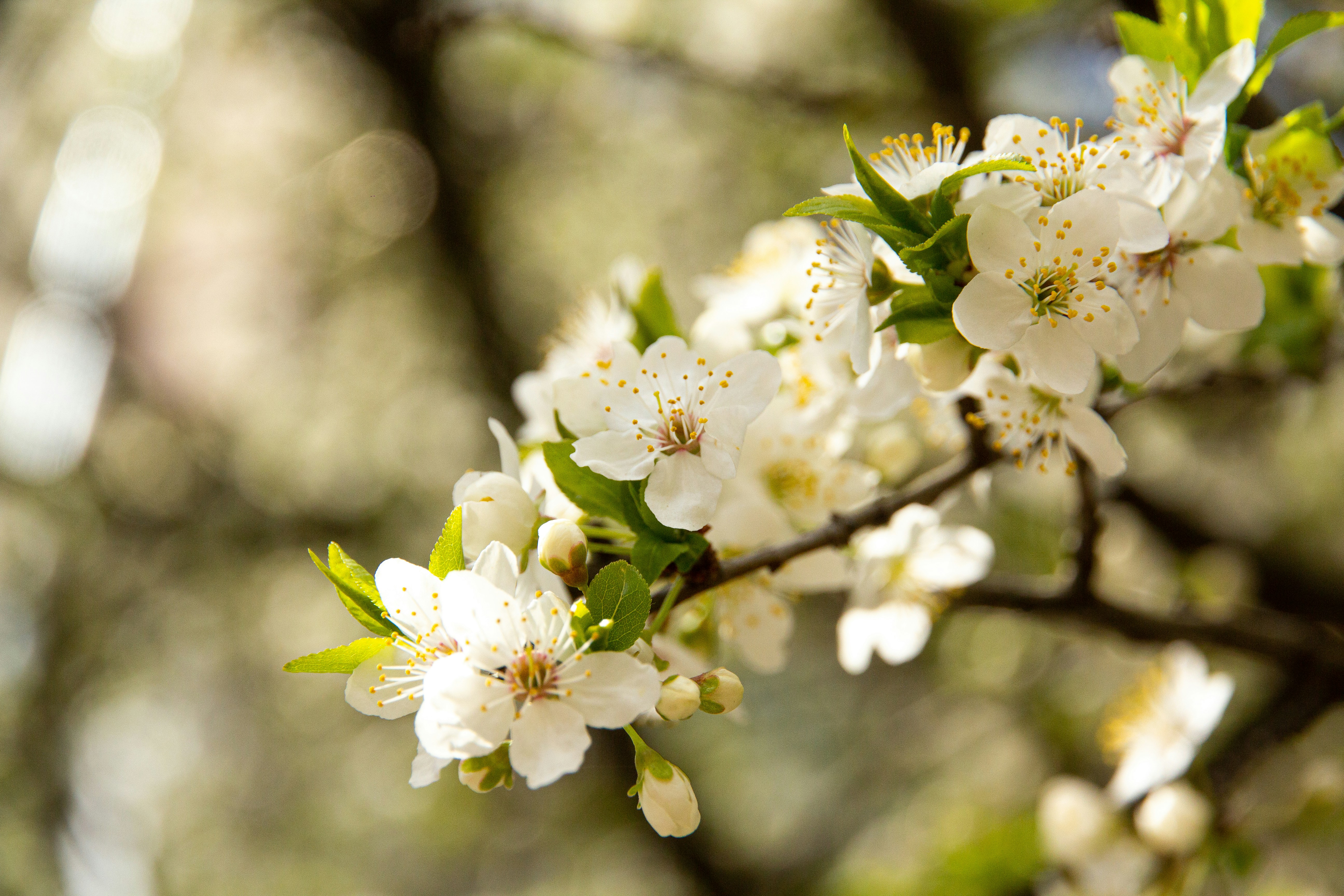 Photo by nocturnal_corvus