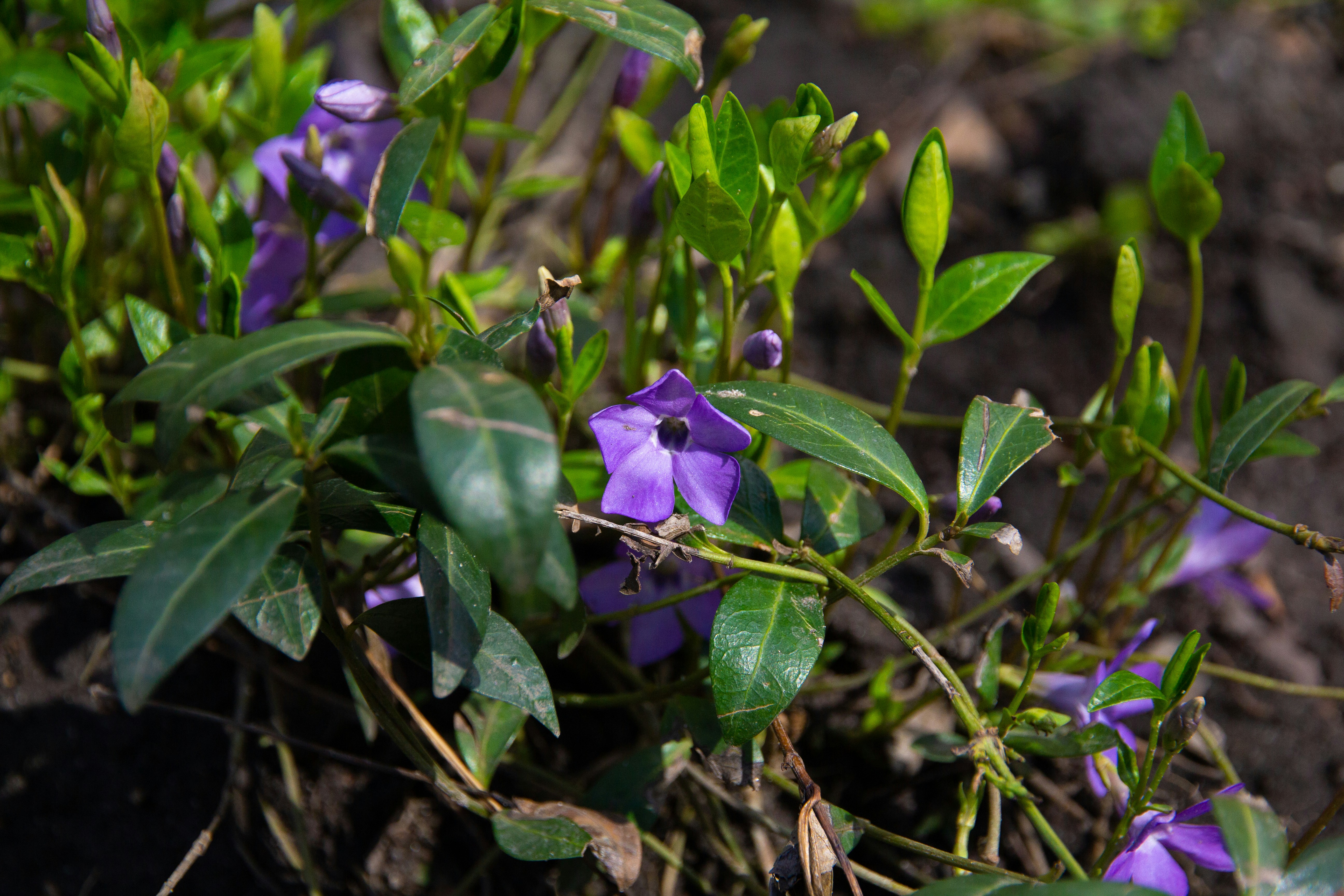 Photo by nocturnal_corvus