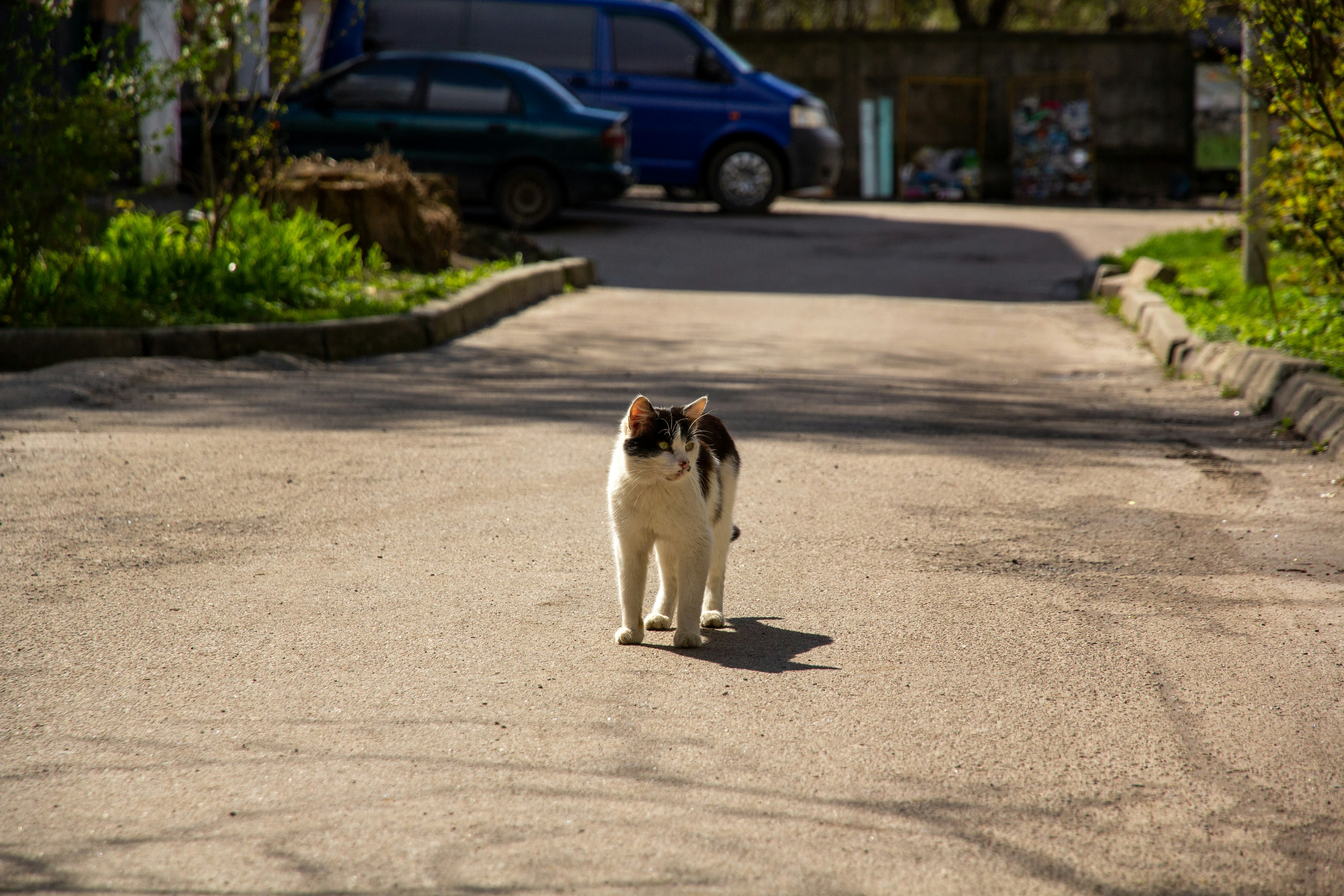 a cat walking across a street next to a blue van