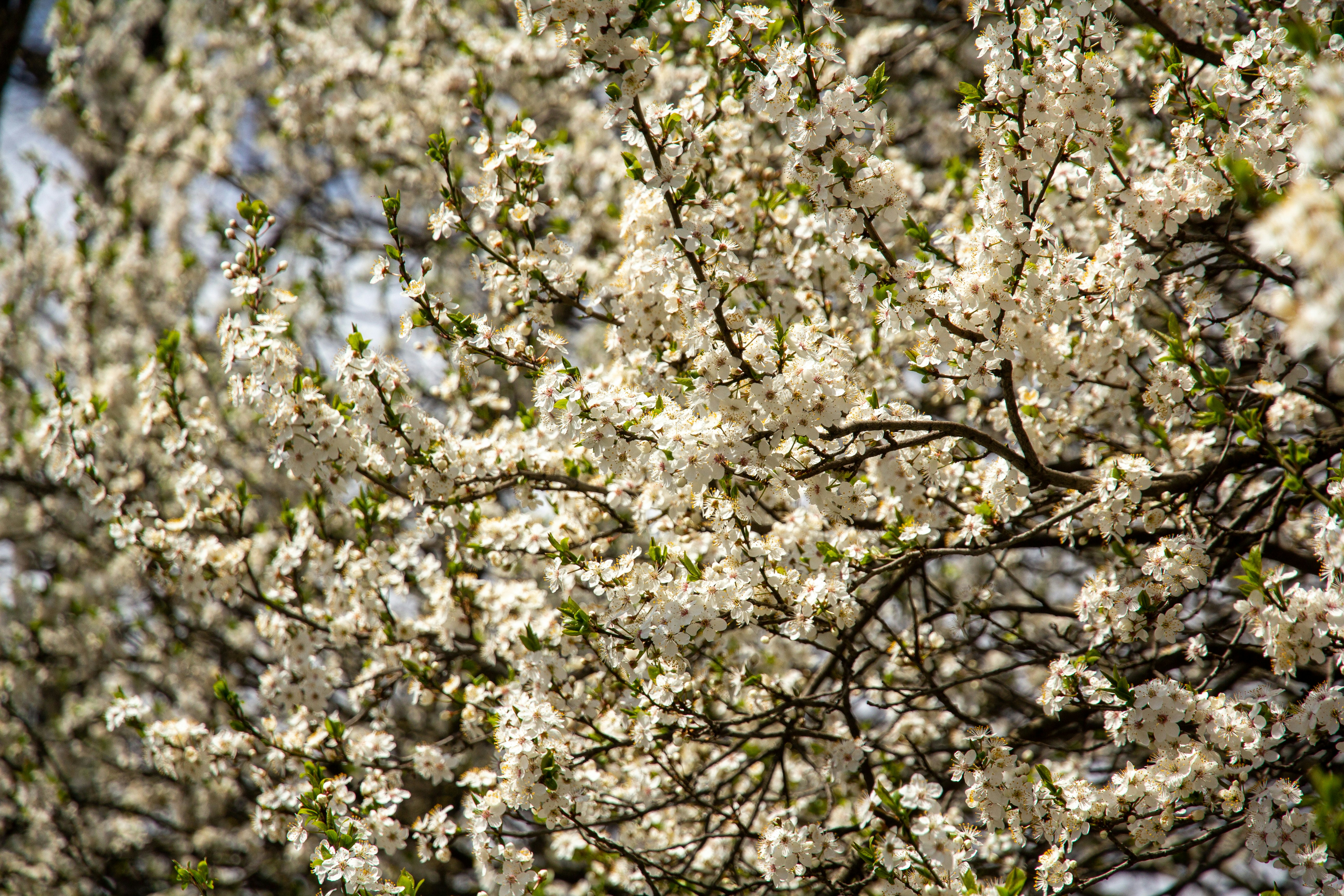 Photo by nocturnal_corvus