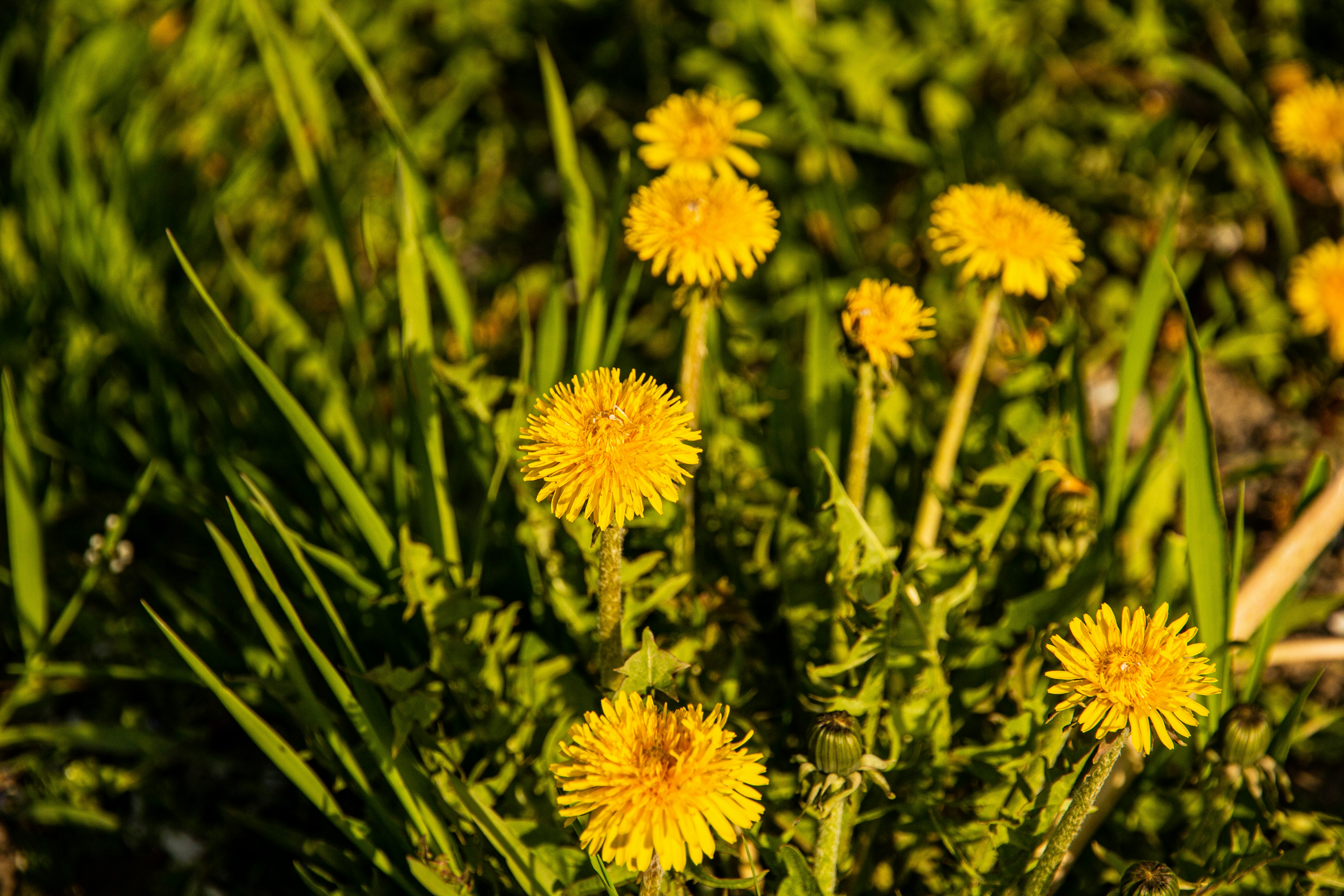 Photo by nocturnal_corvus