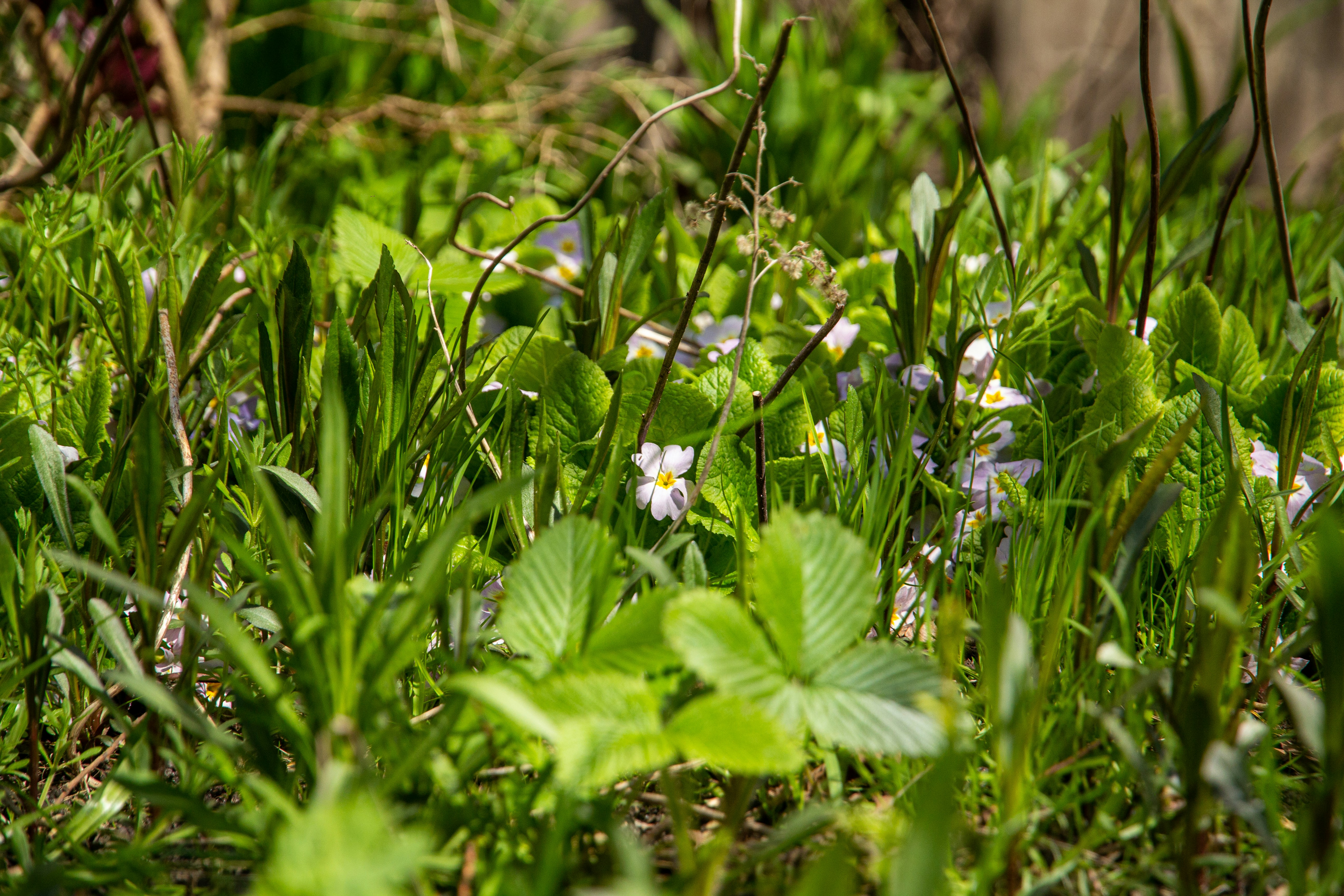 a bunch of flowers that are in the grass