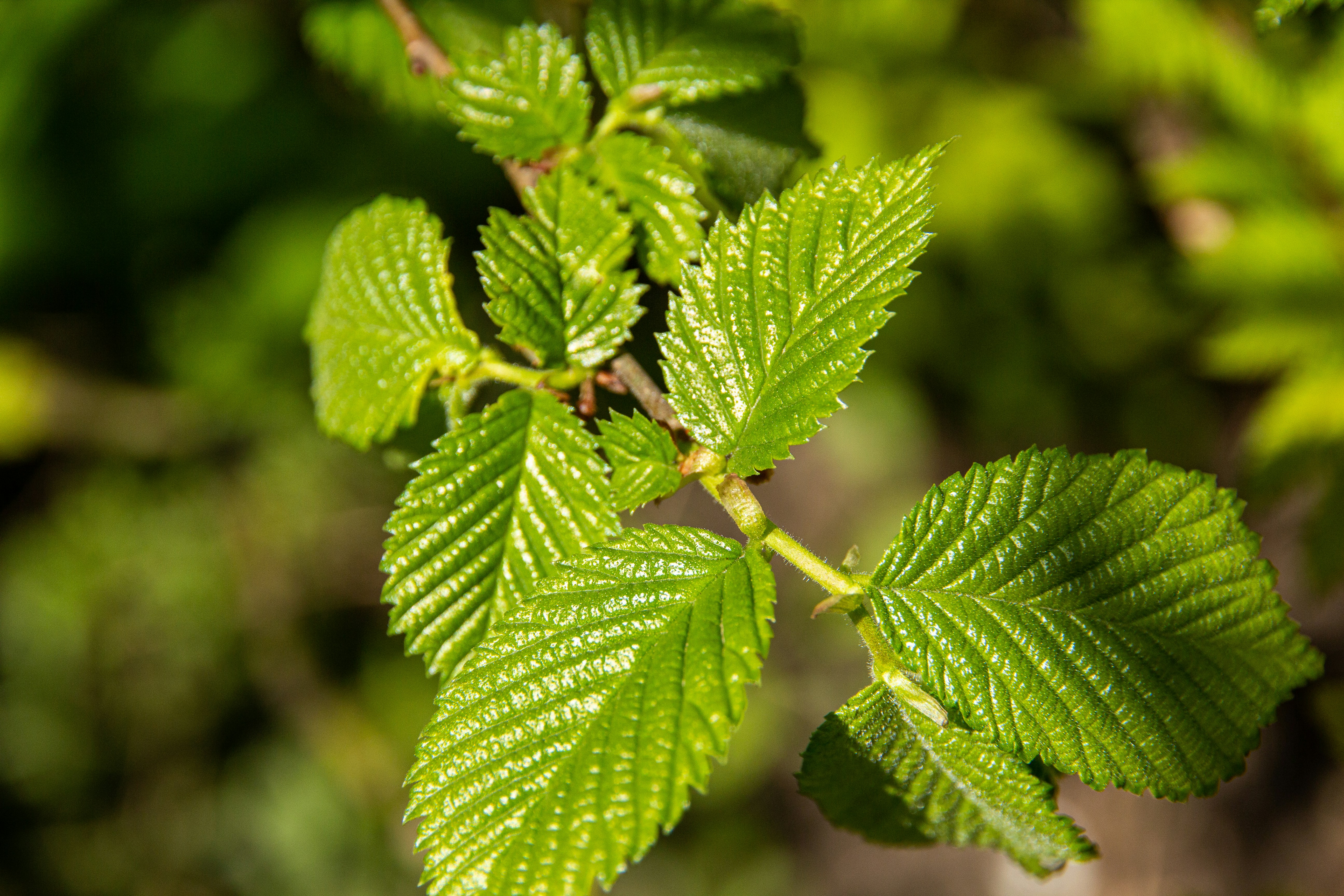 a close up of a green leaf on a tree