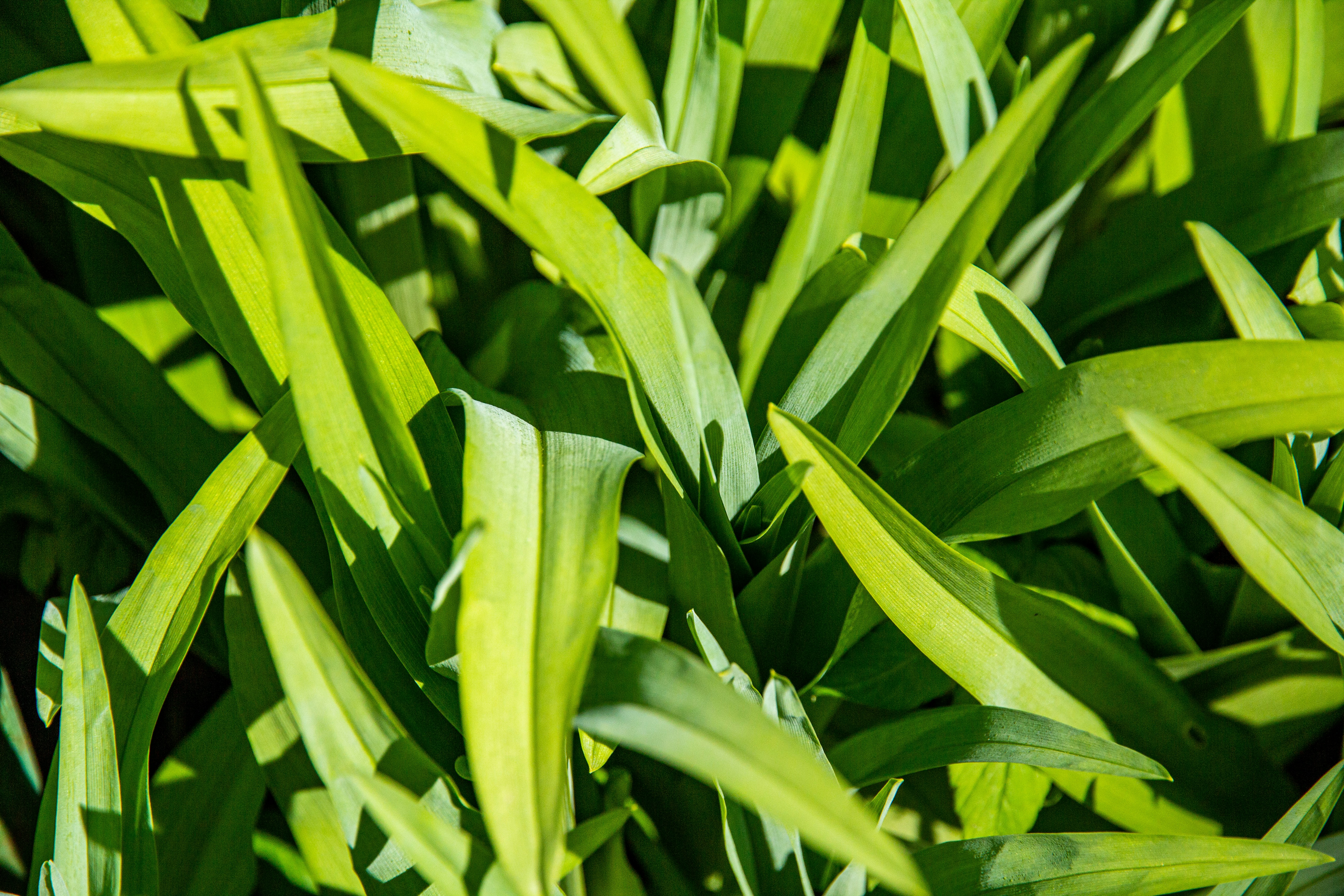 Photo by nocturnal_corvus