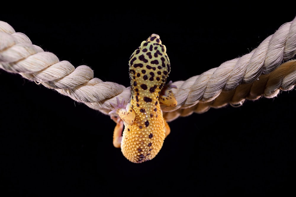 a yellow and black lizard hanging from a rope