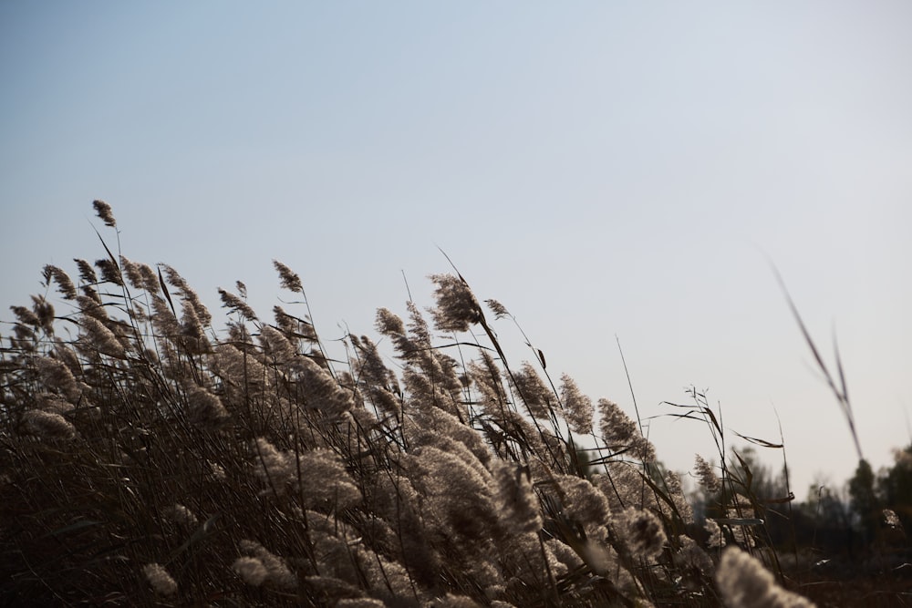a field with tall grass blowing in the wind