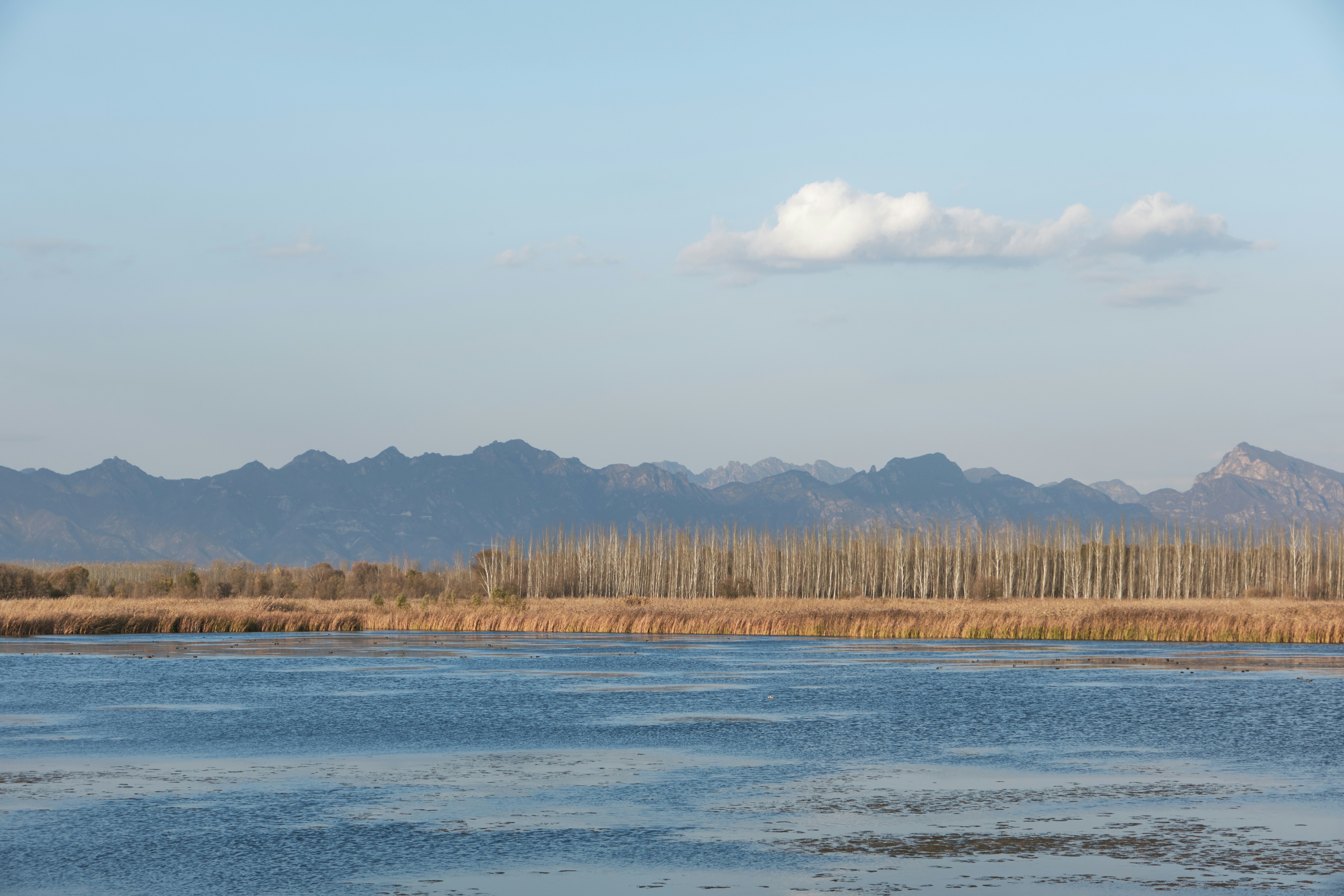 Environmental Threats and Conservation Efforts (image credits: unsplash)