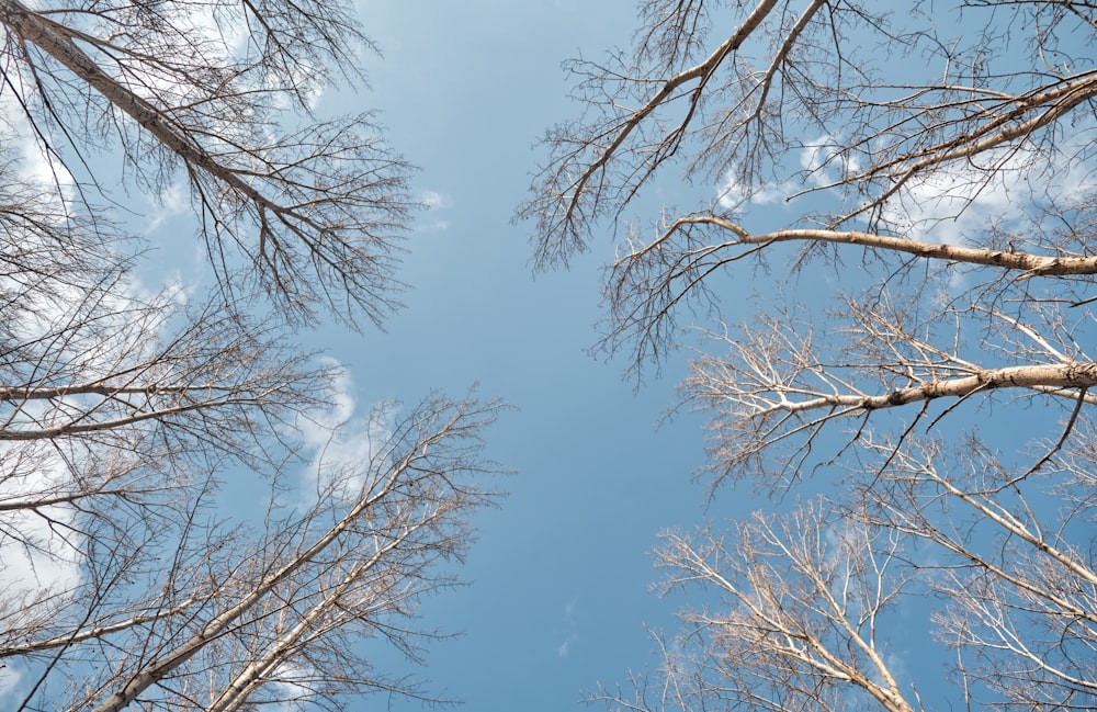 looking up at the tops of tall trees