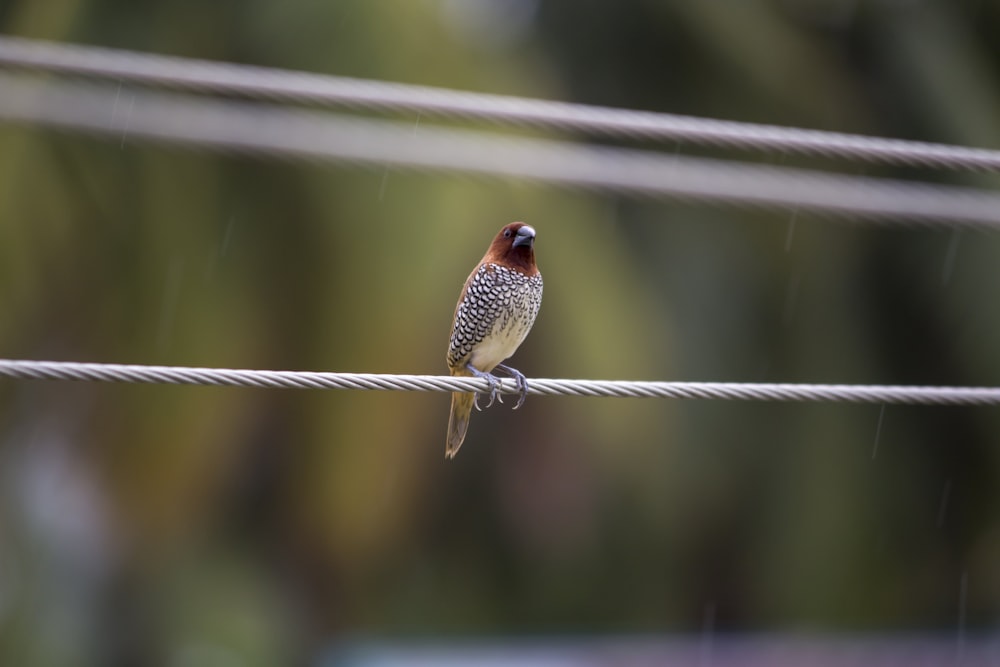 a small bird sitting on a wire in the rain