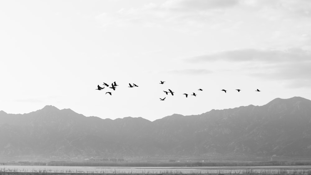 a flock of birds flying over a mountain range