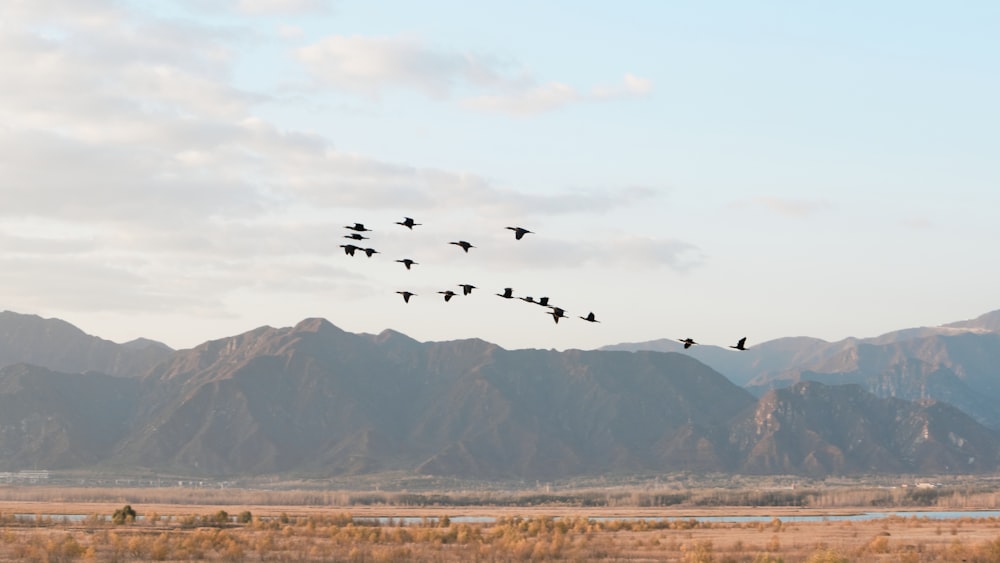 Una bandada de pájaros volando sobre una cadena montañosa