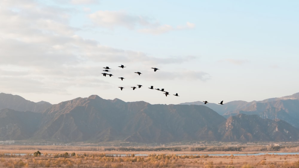 a flock of birds flying over a mountain range