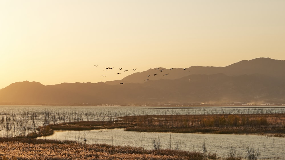 a flock of birds flying over a body of water