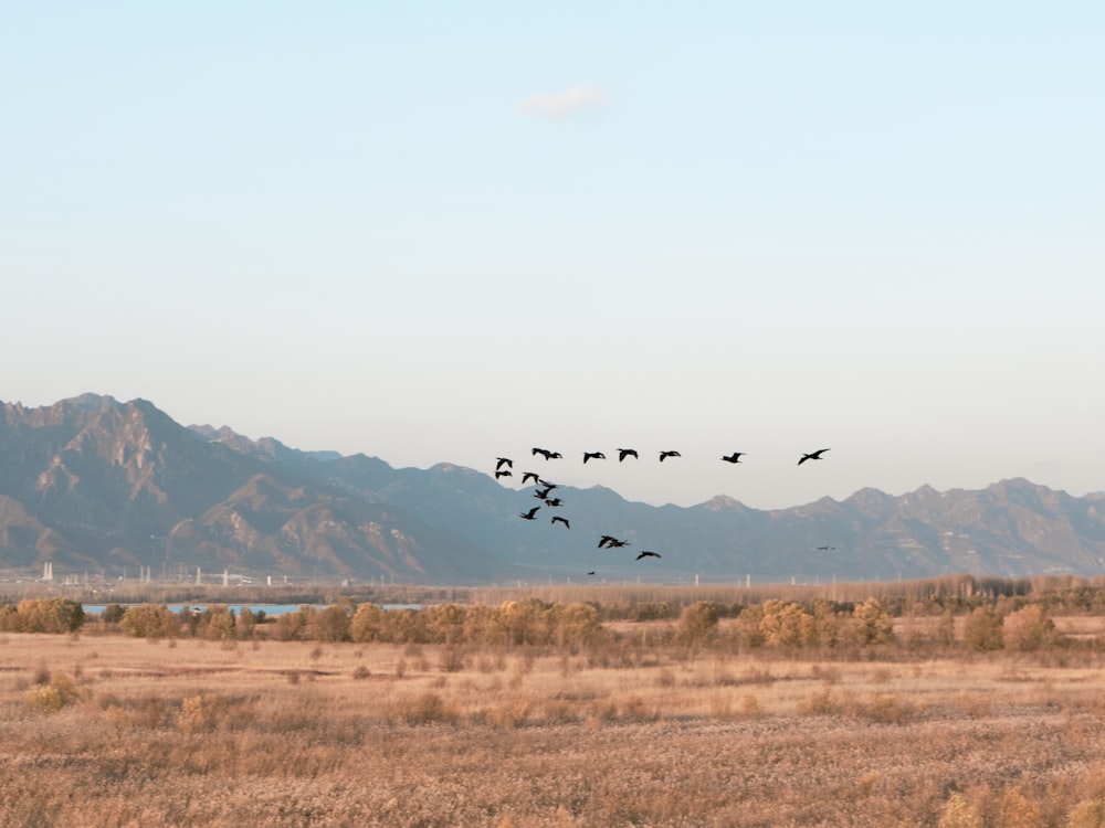 a flock of birds flying over a dry grass field