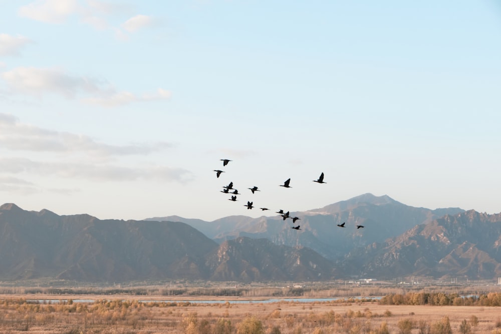 a flock of birds flying over a mountain range