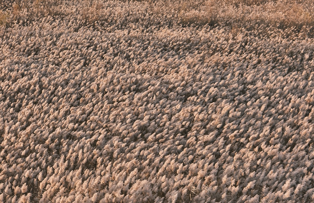 an aerial view of a field of grass
