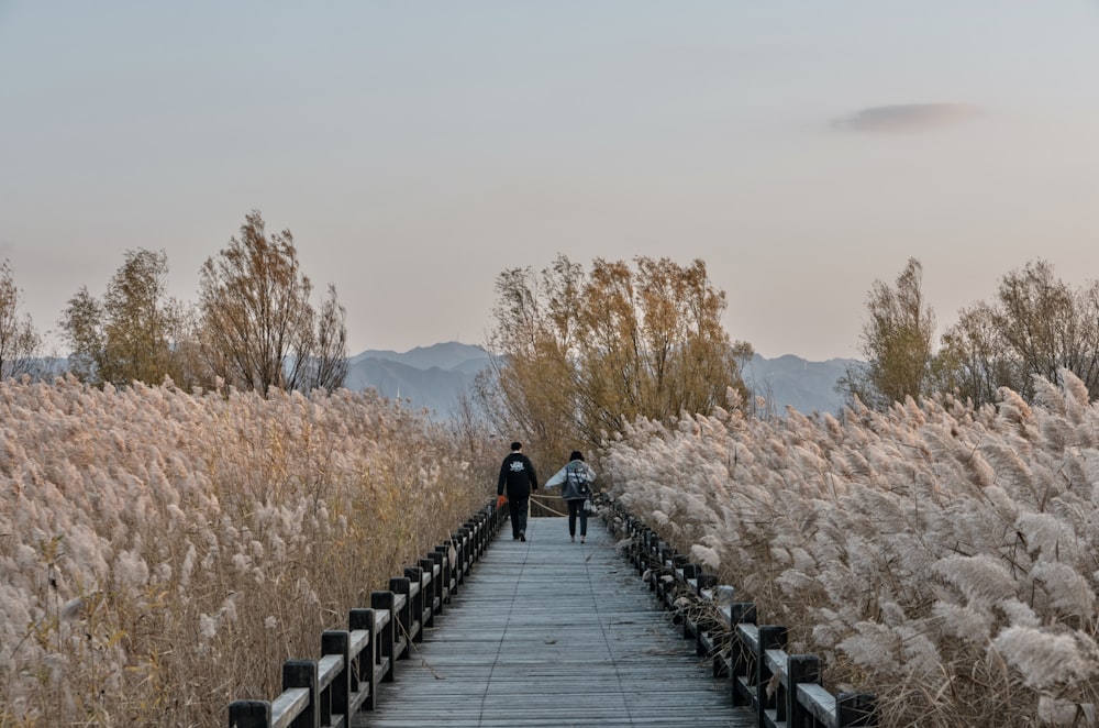 two people walking down a wooden walkway between tall grass