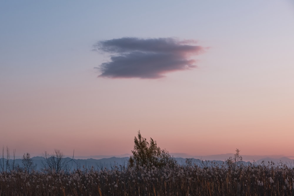 a lone tree in the middle of a field