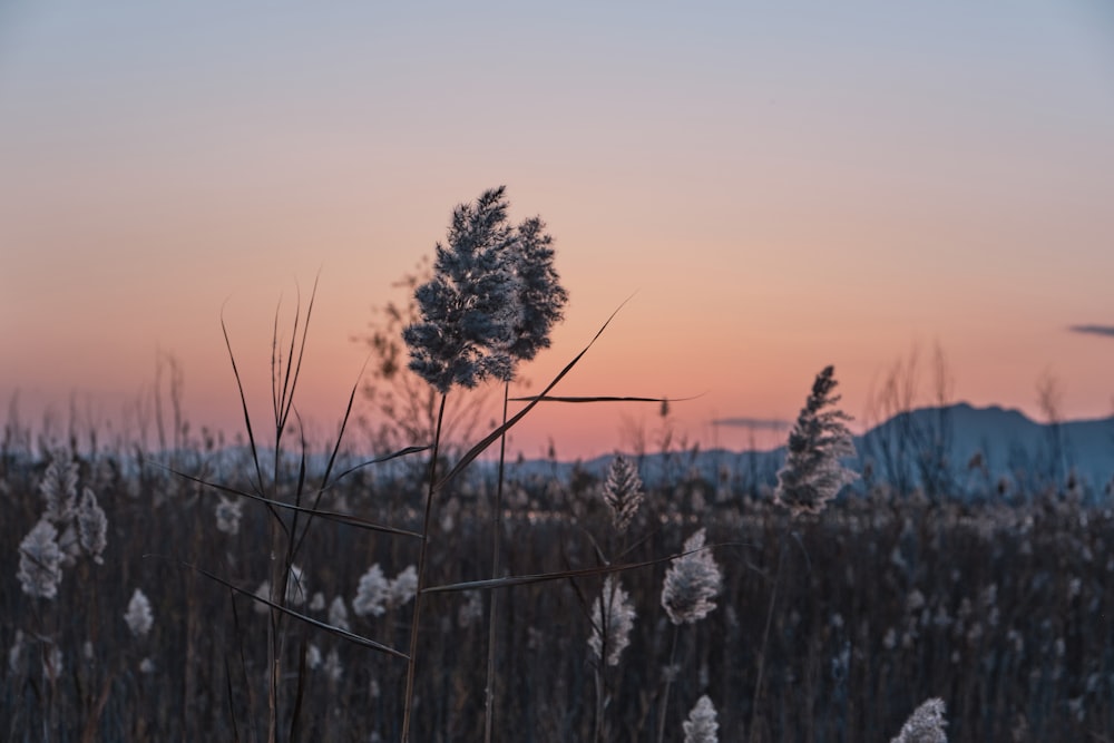 a field of tall grass with a sunset in the background