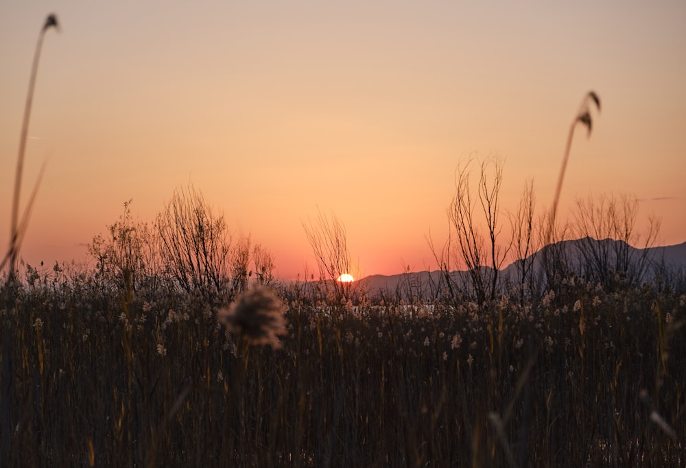 the sun is setting over a field of tall grass