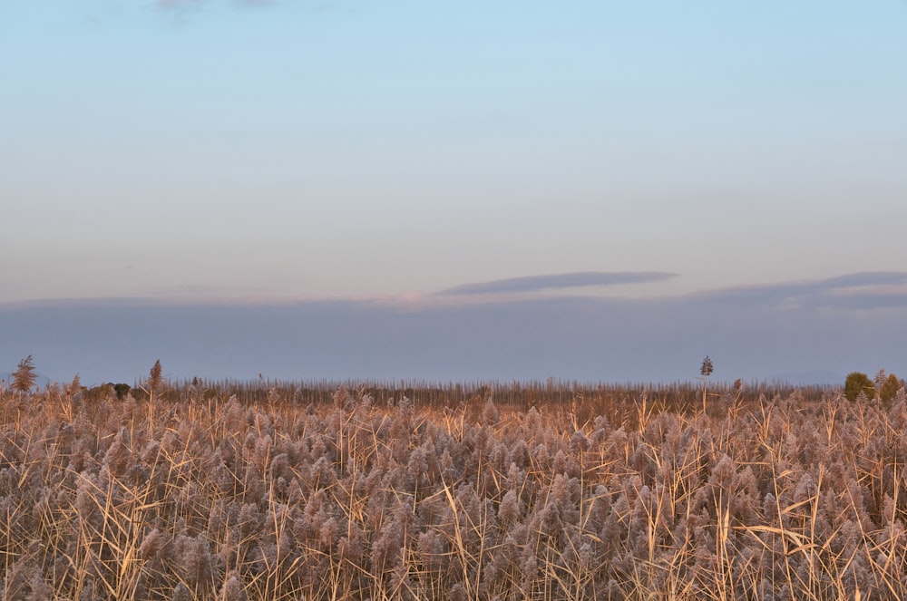 a field of tall grass with a sky in the background