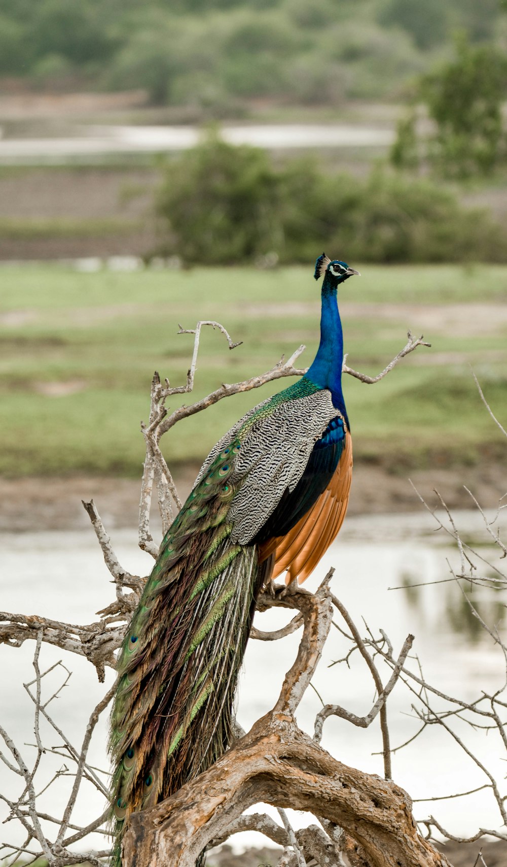 a peacock sitting on top of a tree branch