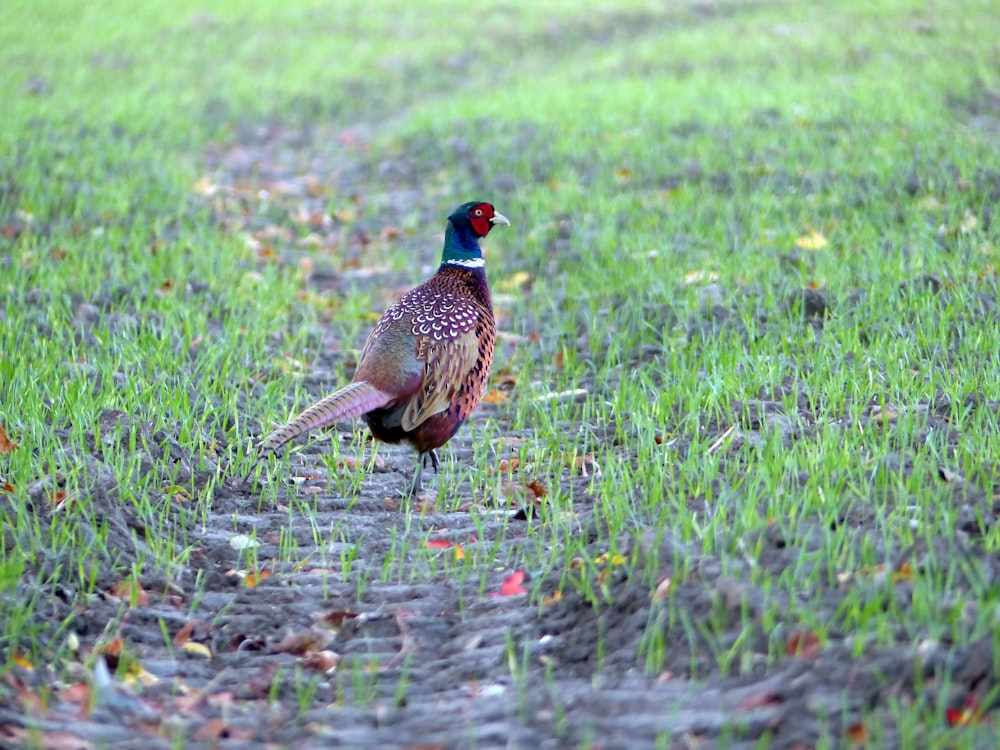 a pheasant standing in the middle of a grassy field