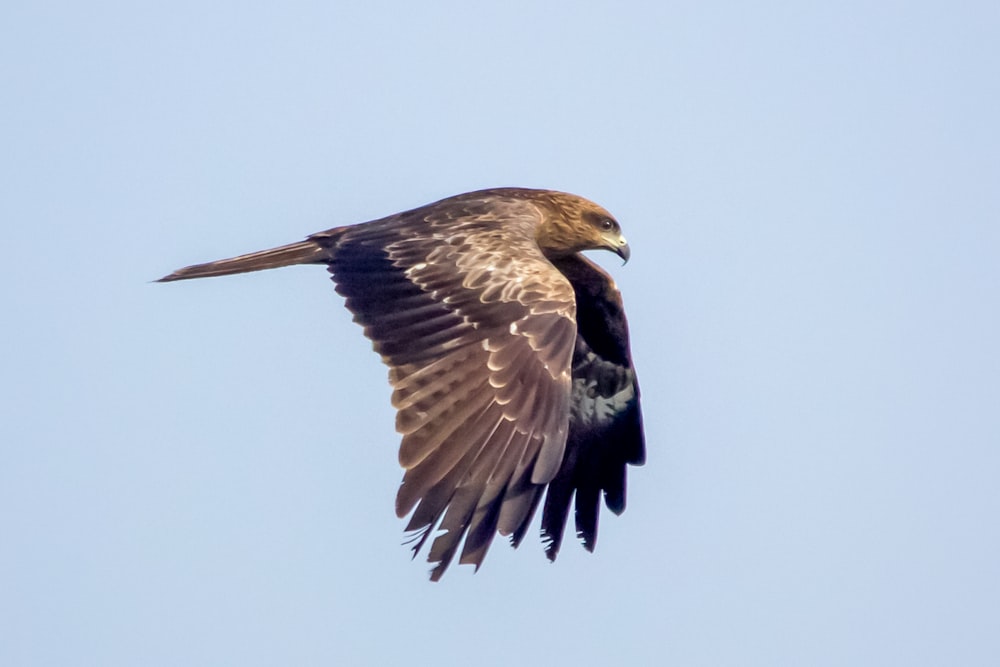 a large bird flying through a blue sky