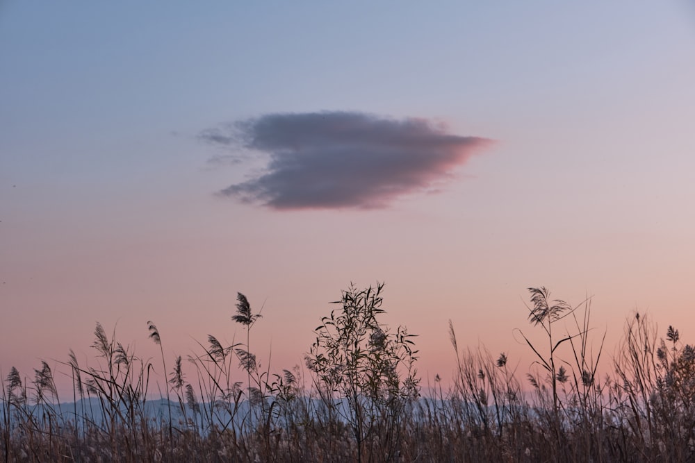 a field of tall grass with a pink sky in the background