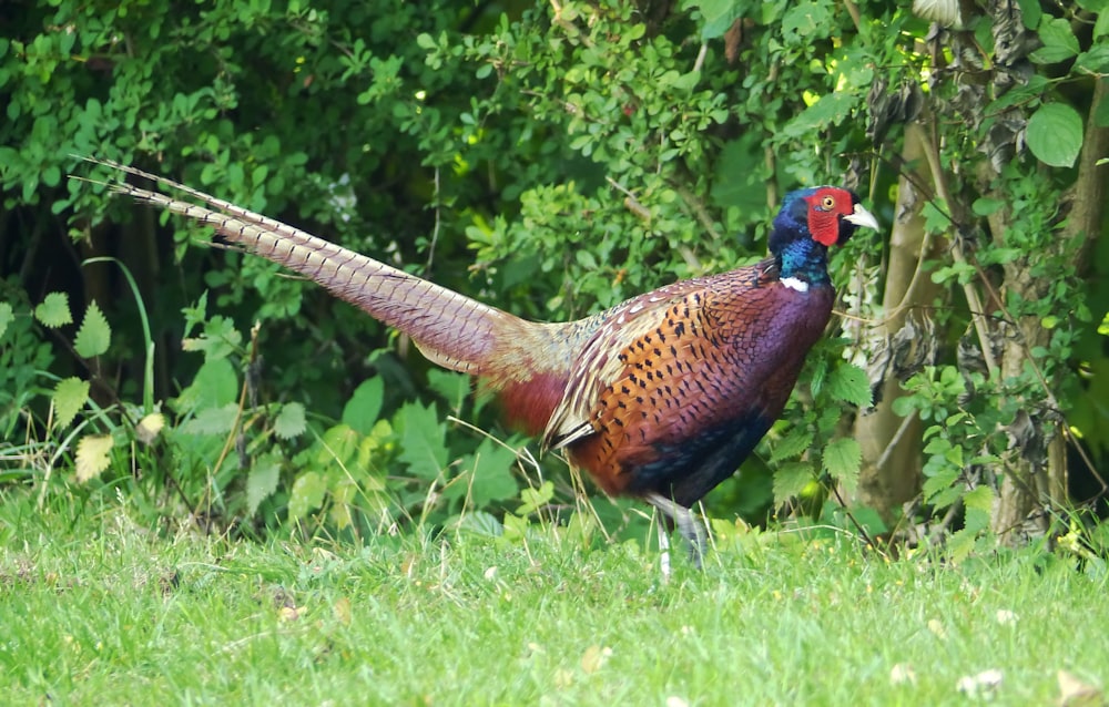 a colorful bird standing in the grass near trees