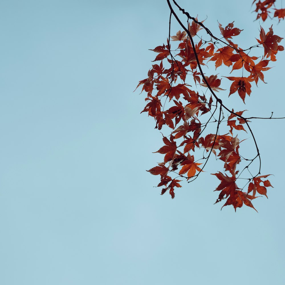 a tree branch with red leaves against a blue sky