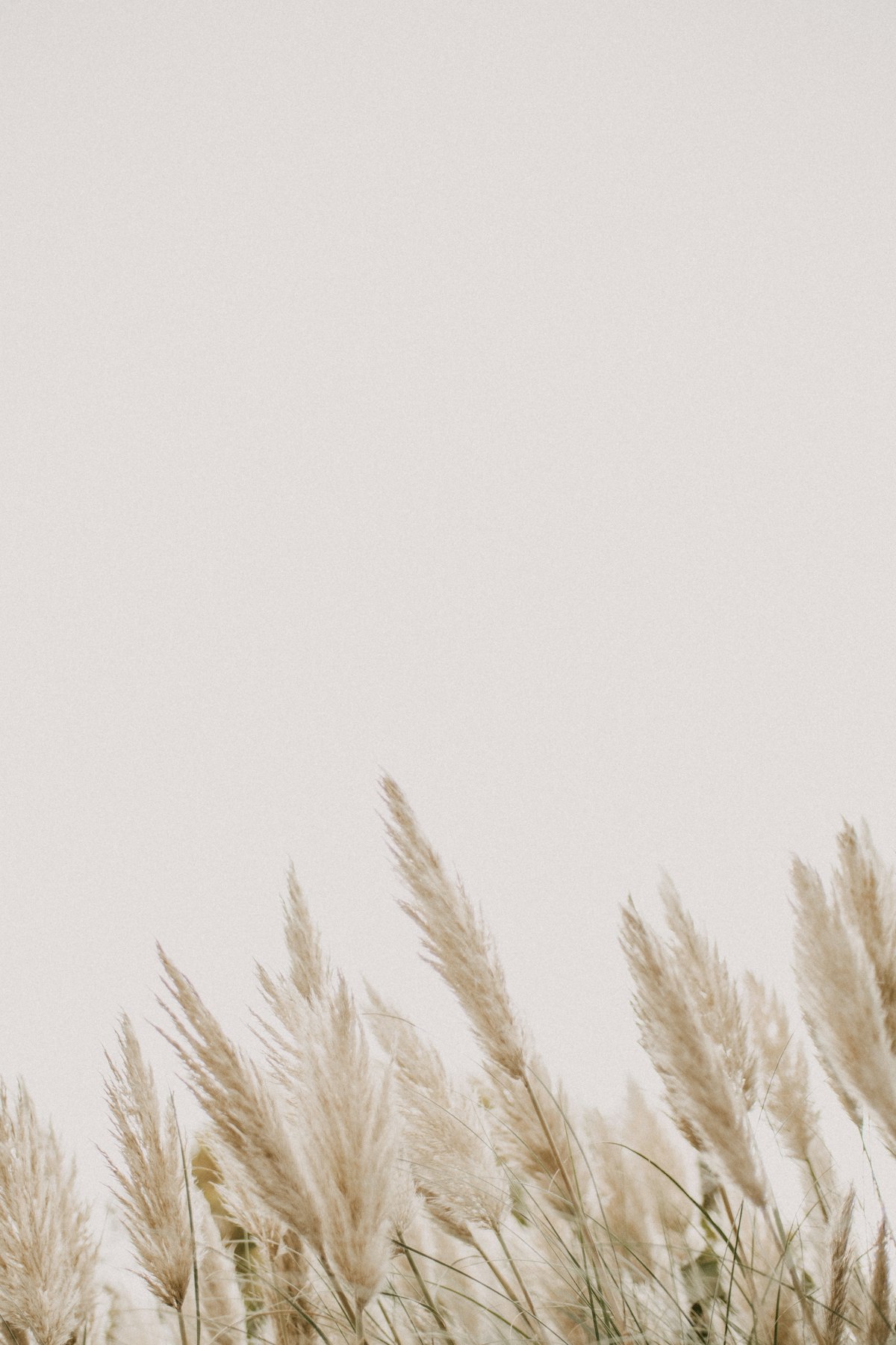 Tall pampas grass blowing in wind