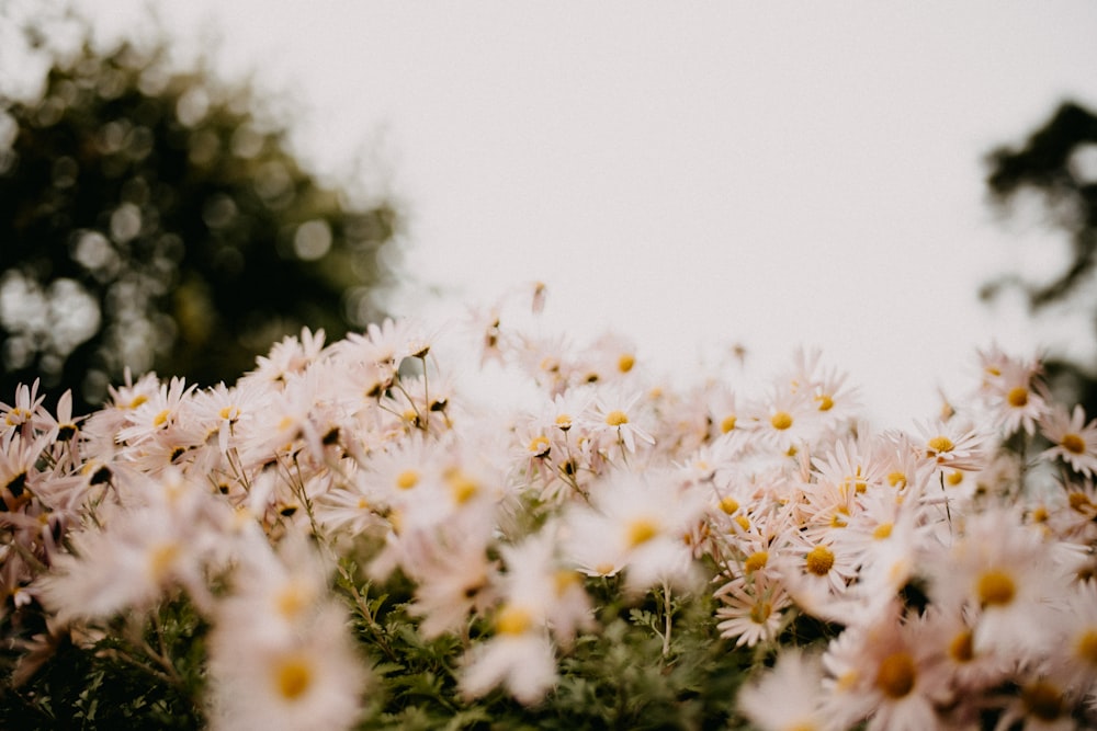 a bunch of white flowers with yellow centers