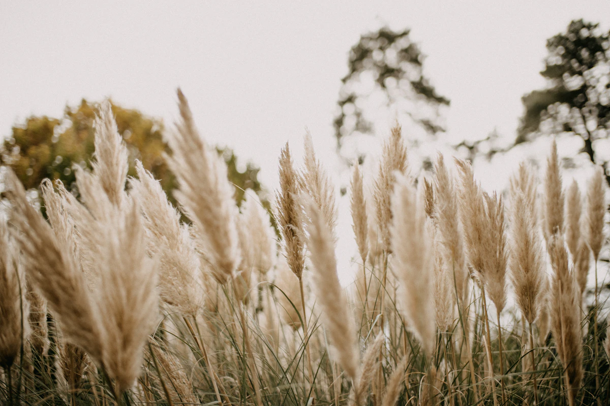 Naturalista / New Perennial