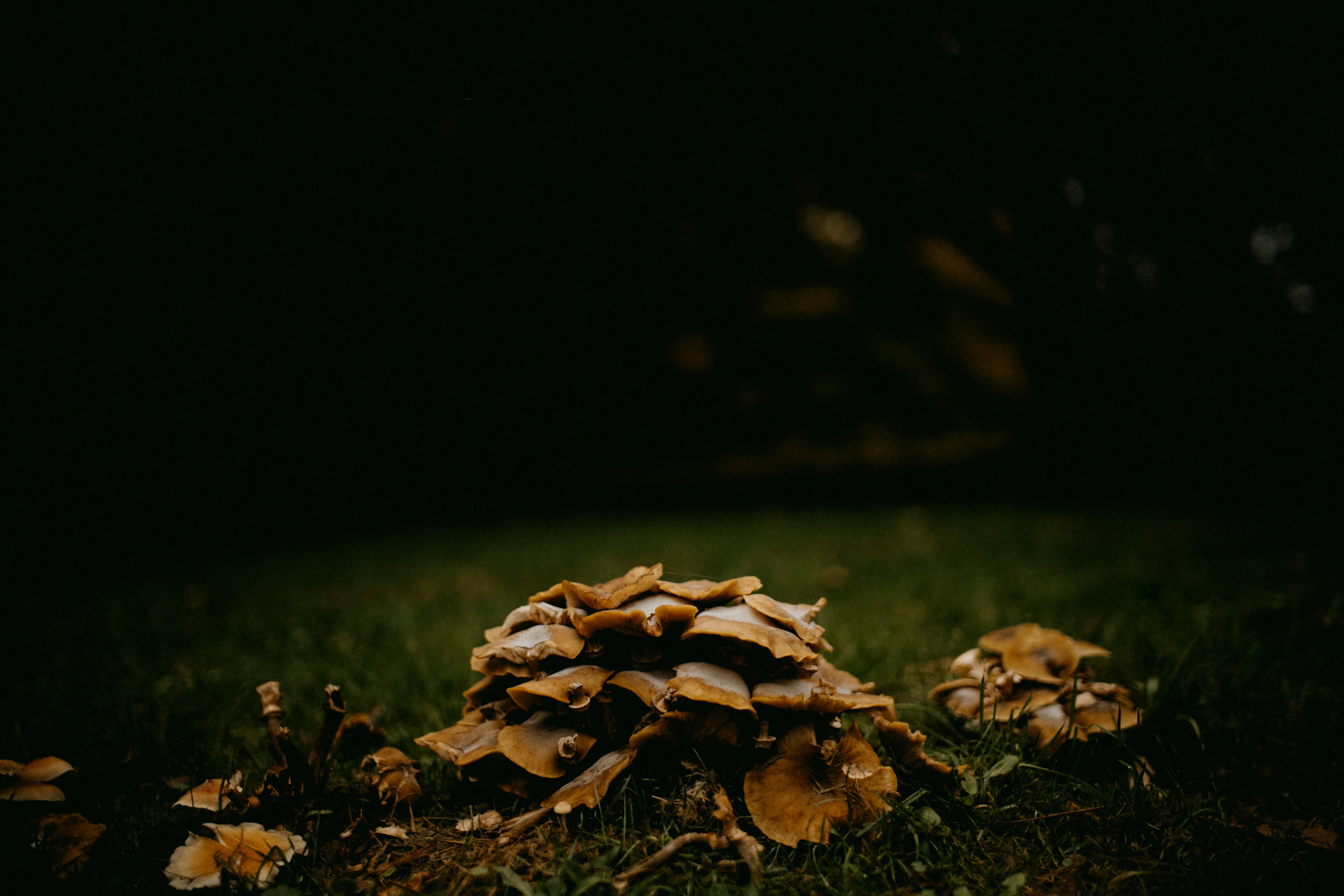 Photo by anniespratt