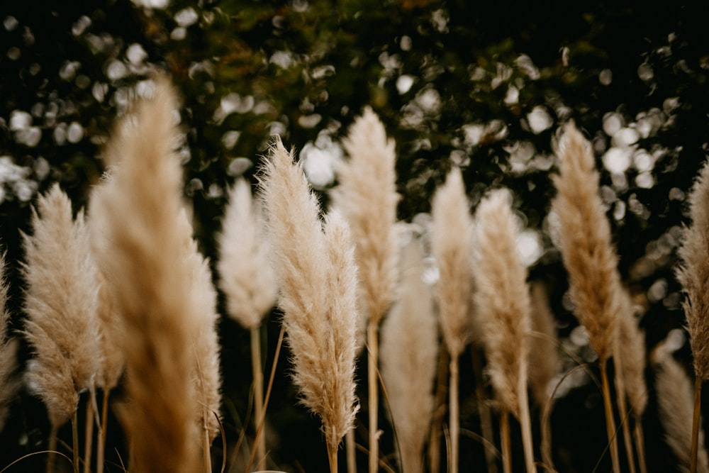 a bunch of tall grass with trees in the background