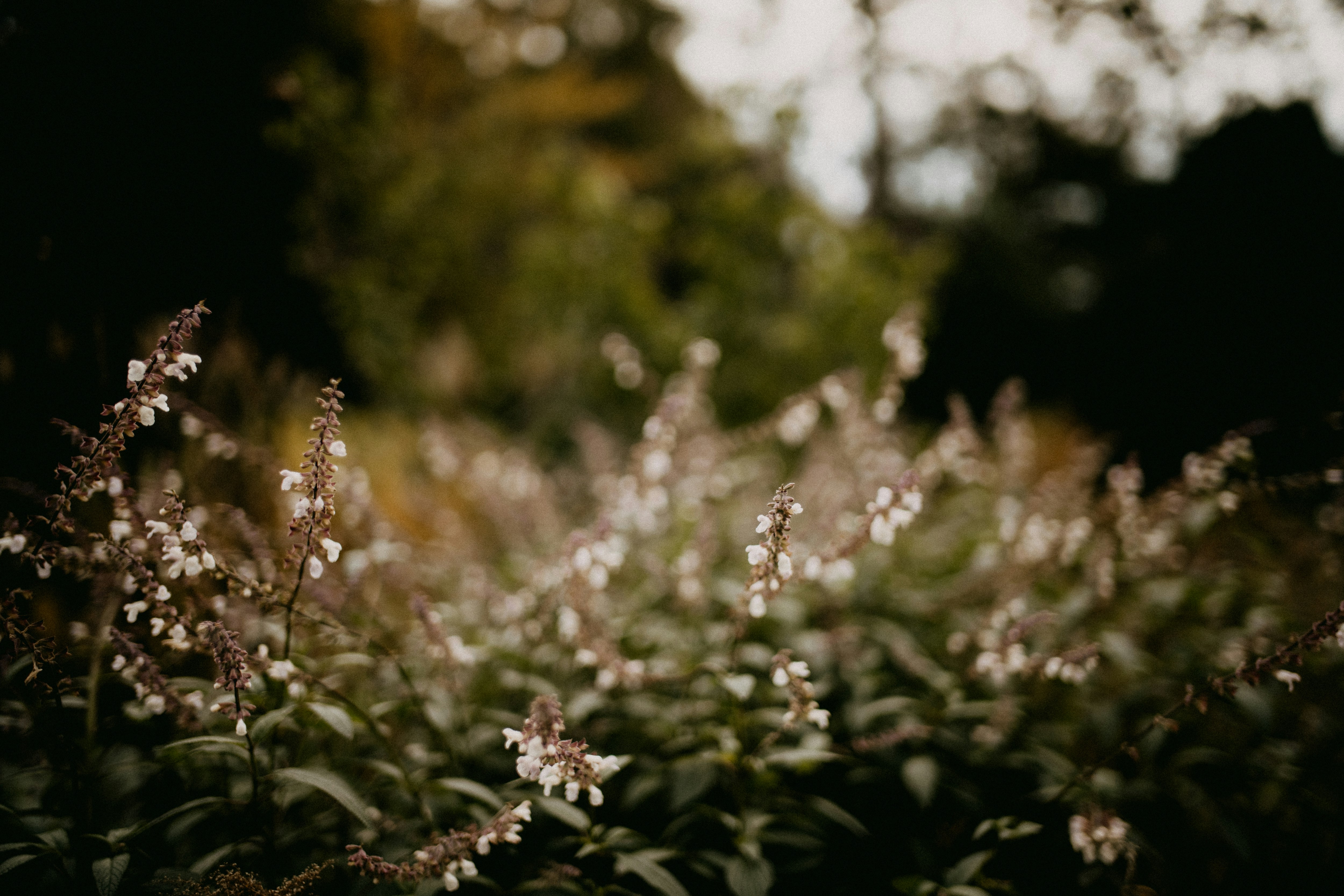 Photo by anniespratt