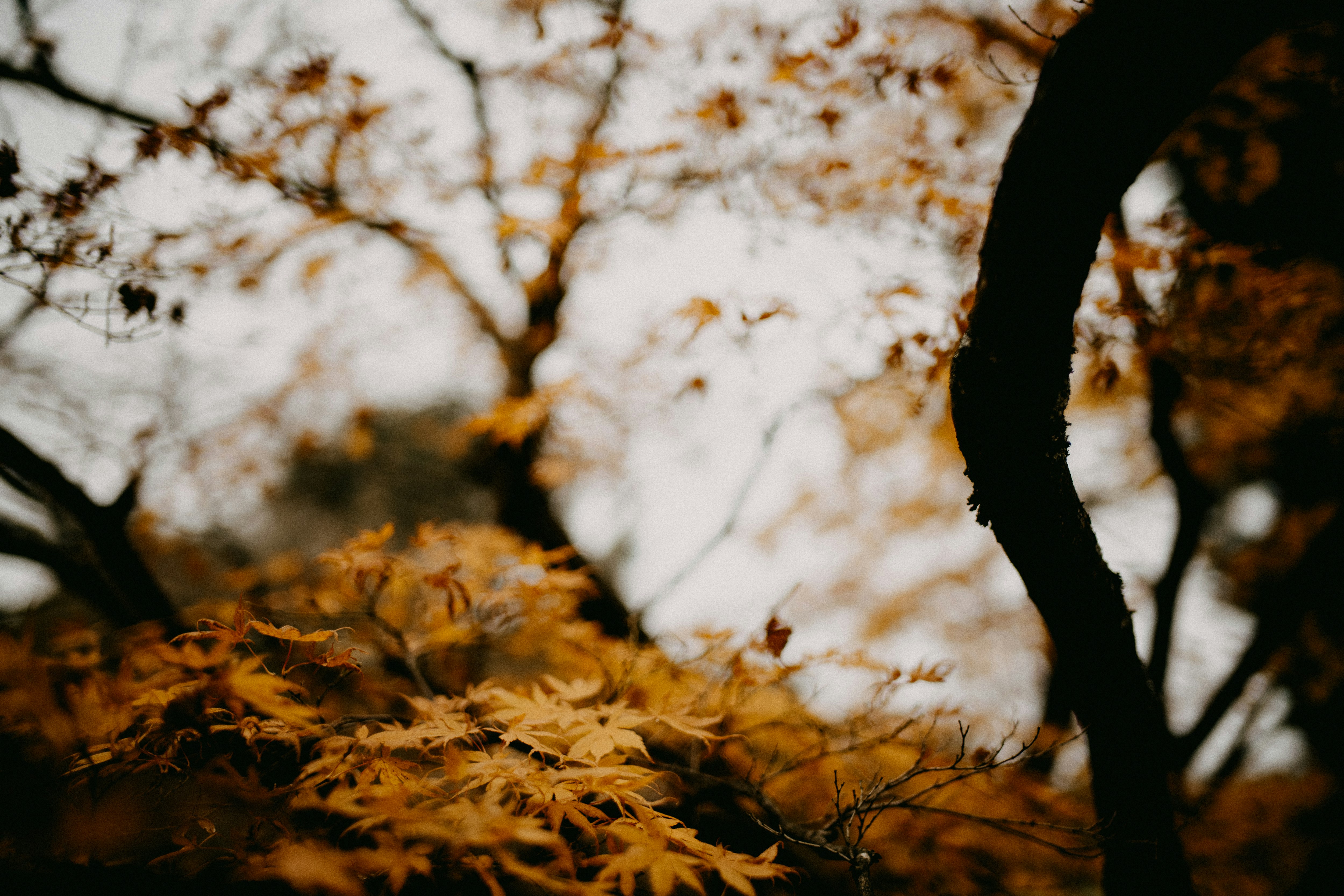 Photo by anniespratt